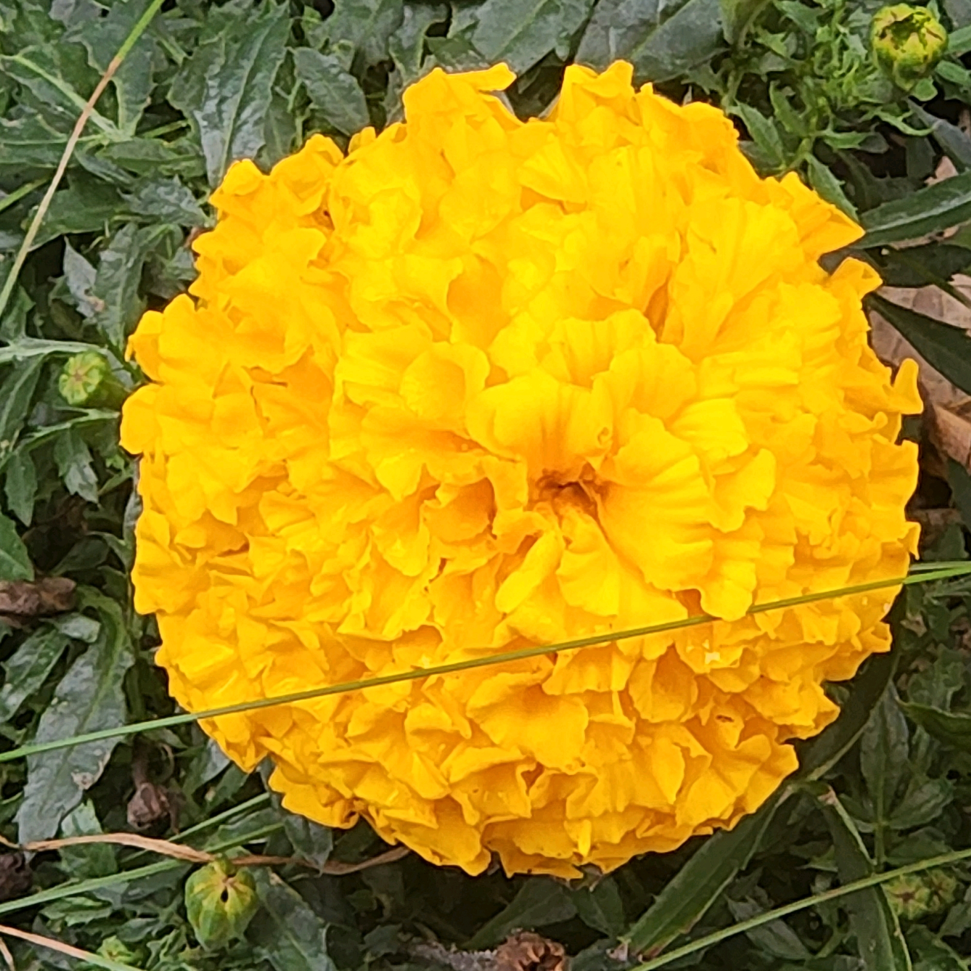 A close-up, high-angle shot captures a vibrant yellow marigold flower with numerous ruffled petals, filling most of the frame. The flower is surrounded by dark green, leafy foliage, with hints of a thin, light-colored stem or blade of grass crossing diagonally over the lower part of the bloom. The background consists of the dense green leaves and stems of the marigold plant, with a few small, underdeveloped green buds visible amongst the leaves. The lighting appears natural, suggesting an outdoor setting. No people or specific Moscow landmarks are visible.
