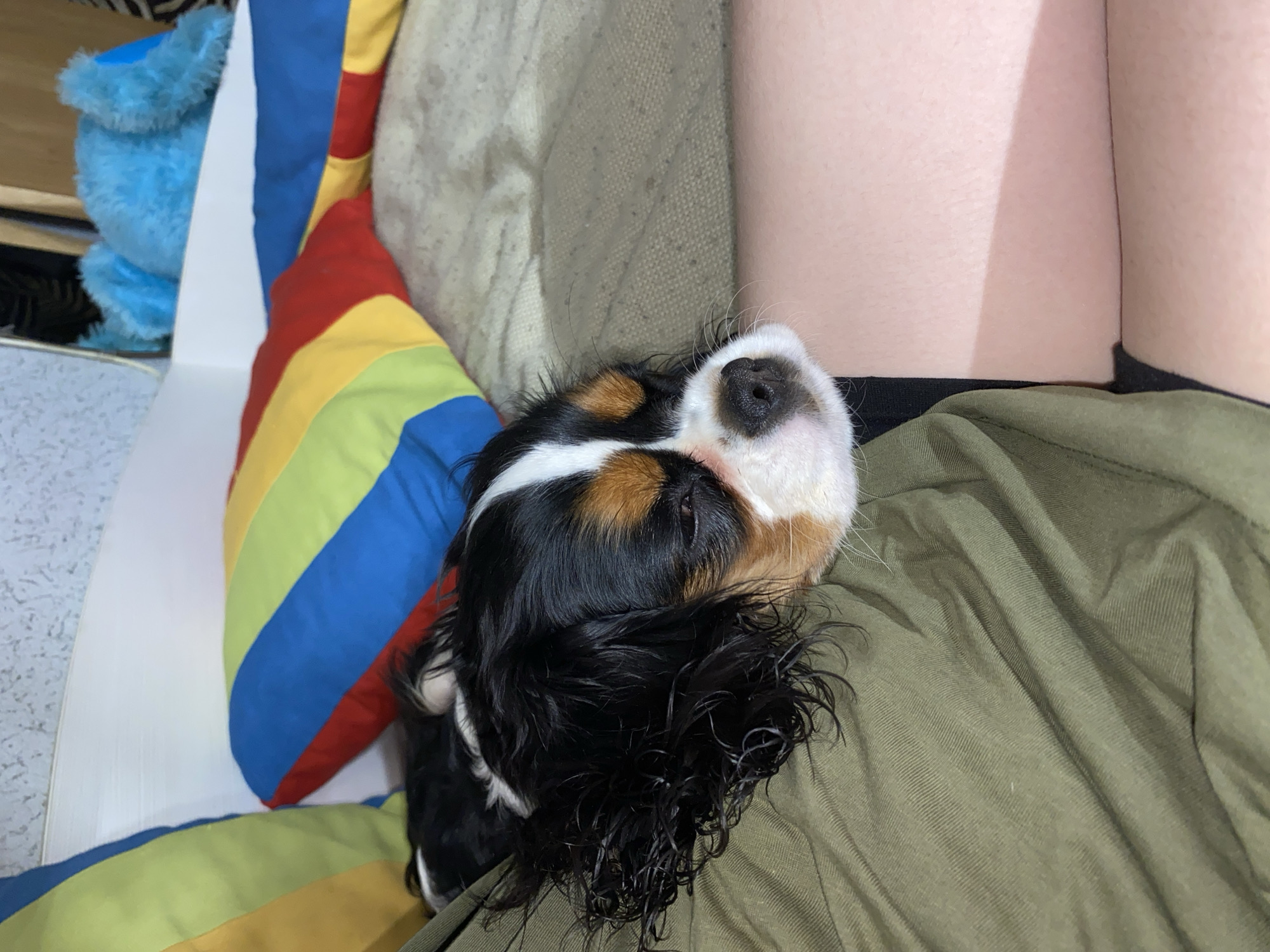 The image presents a close-up, intimate scene indoors, centered around a small tricolor dog resting comfortably on a person's lap.
The primary subject is a small dog, possibly a Cavalier King Charles Spaniel, distinguished by its black, white, and tan fur patterns. The dog is lying on its back, head tilted upwards, with its wet or curly dark fur around its ears and neck particularly noticeable. Its black nose, whiskers, and parts of its white and tan face are clearly visible. Its eyes appear closed or mostly obscured, indicating a state of deep relaxation.
The dog is resting on a green fabric garment, which is worn by a light-skinned person whose lower torso and upper thighs are visible in the upper right quadrant of the frame. The person appears to be wearing dark underwear or shorts beneath the green outer garment.
In the background, to the left of the dog, a vibrant rainbow-striped cushion or pillow is visible, featuring distinct bands of red, orange, yellow, green, and blue. Behind this cushion, a partial view of a blue, fluffy object, possibly a stuffed animal, can be seen. A textured, light-colored fabric, likely upholstery from a couch or a blanket, occupies the upper left background. A white, vertical, flat object, resembling a cardboard stand or divider, is also visible separating some of the background elements.
The scene conveys a sense of coziness and tranquility, highlighting a peaceful moment between a pet and its owner. The lighting is soft, suggesting an indoor setting, possibly during the day with indirect light or evening with artificial illumination. No discernible text is visible in the image.