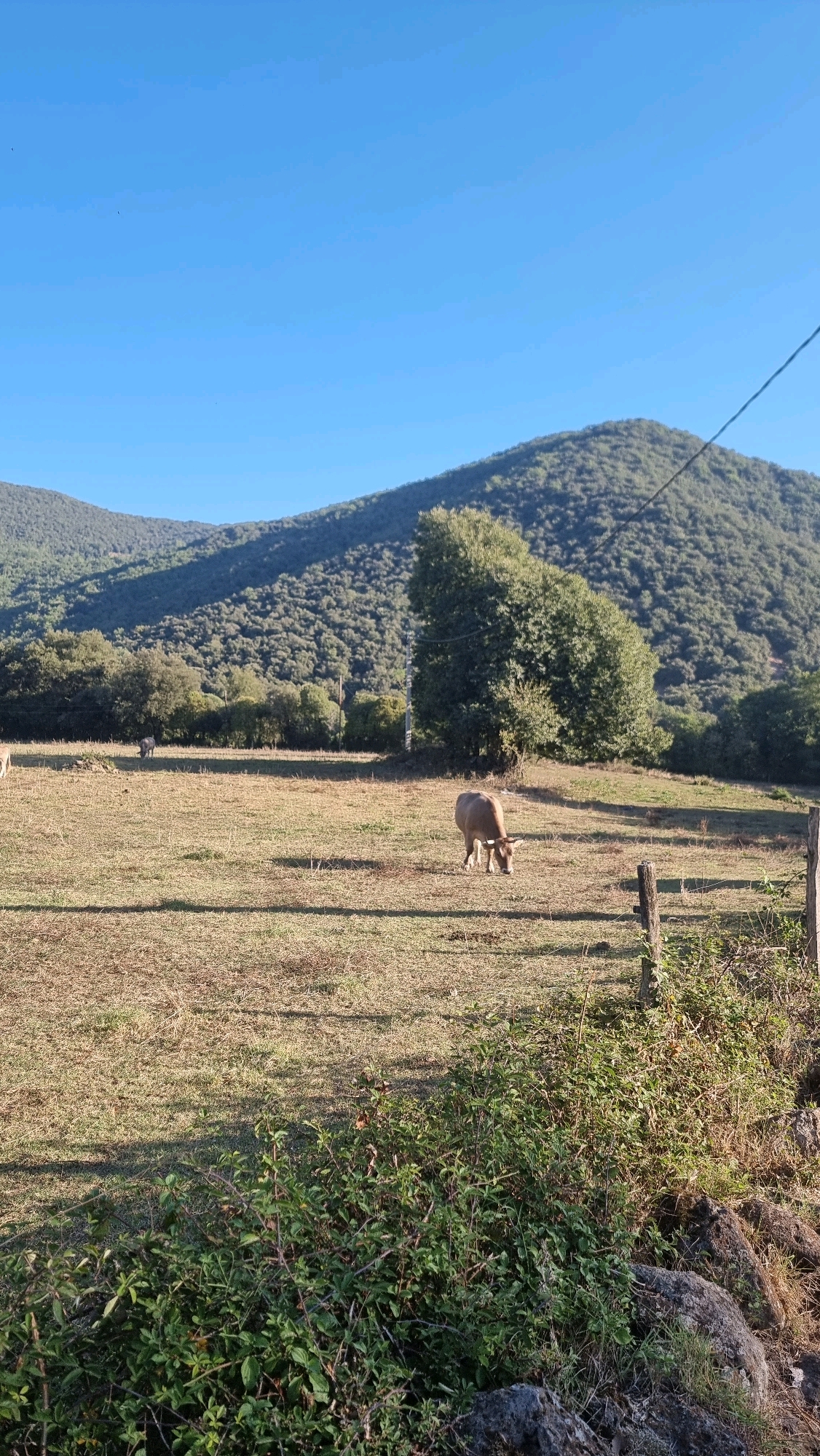 This is a vertical, wide-angle, full shot of a grassy field in Sant Joan Les Fonts, Spain. The field is mostly dry grass, with some patches of green bushes in the foreground. In the middle ground, there is a light brown cow grazing. Behind the cow, there is a dark colored cow standing and a white cow further to the left. In the background, there are several trees and a large, forested hill. The sky is clear and blue. The lighting suggests it is late afternoon.
