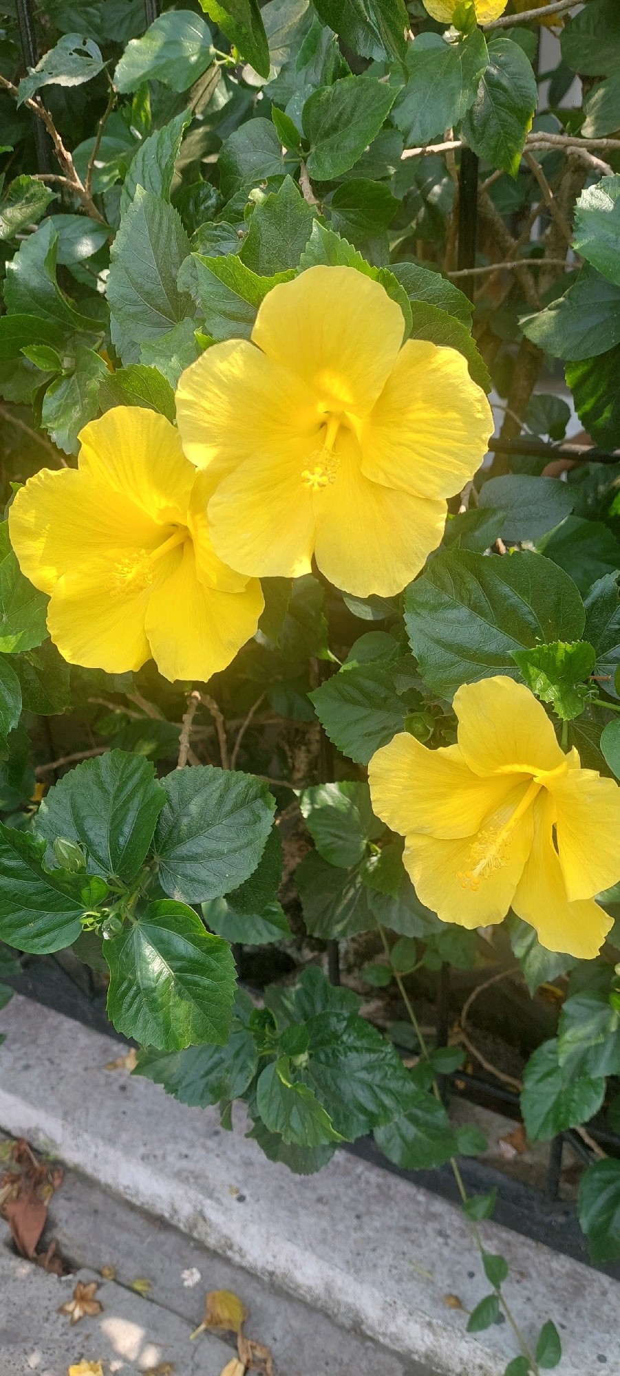 A close-up, eye-level shot captures three vibrant yellow hibiscus flowers blooming amidst lush green foliage. The flowers, with their delicate, ruffled petals, are the focal point of the image. The largest flower is positioned in the upper center, its petals unfurling widely. To its left, another similarly sized flower faces slightly outward. A third, slightly smaller flower is located in the lower right quadrant, its petals partially open. The surrounding leaves are a rich, dark green, with some catching the sunlight, creating highlights and shadows that add depth to the scene. A hint of a concrete structure, possibly a curb or walkway, is visible at the bottom of the frame, along with a few fallen dry leaves. The background is a blur of dark green and shadowed areas, suggesting the plants are outdoors, possibly in a garden or along a street in Lumajang, Indonesia. There are no people or animals present in the image, and no discernible actions are taking place. The lighting appears to be natural daylight, casting soft shadows and illuminating the bright yellow of the hibiscus.
