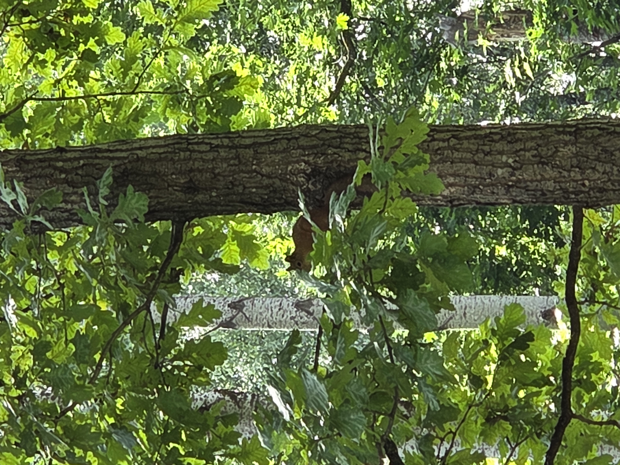 The image shows a squirrel on a tree branch, surrounded by lush green foliage. The squirrel is small and brown, with its tail curled up over its back. It appears to be looking to the left, possibly at something in the distance. The tree branch is thick and covered in rough bark. The leaves are a vibrant green, suggesting it is daytime and the weather is pleasant, possibly during spring or summer. The background is filled with more trees and sunlight filtering through the leaves, creating a dappled effect. The scene is set in a natural, wooded environment. There are no people or visible text in the image. The image was taken in Zheleznogorsk, Russia.