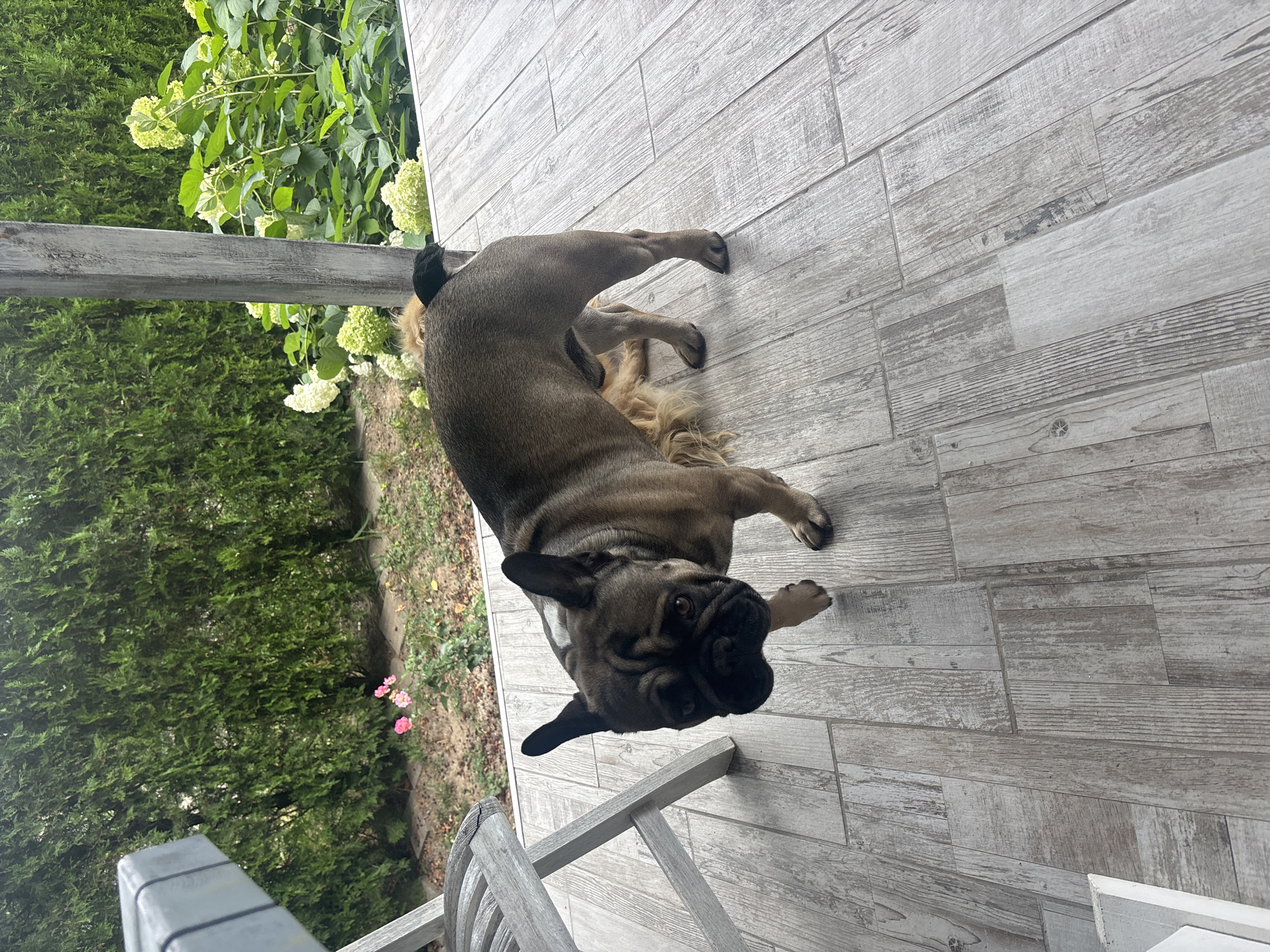 A fawn-colored French bulldog stands on a wooden deck in a backyard in Marten, Bulgaria. The dog is facing forward, looking at the camera, with its left front paw slightly extended. Behind the French bulldog, a golden-colored dog is lying down, partially obscured. The deck is made of grey wooden planks. To the left of the frame, a portion of a white wooden chair is visible. In the background, there is a dense green hedge, some pink flowers, and a patch of hydrangeas with white blooms. The scene appears to be a residential outdoor space on a cloudy day.
