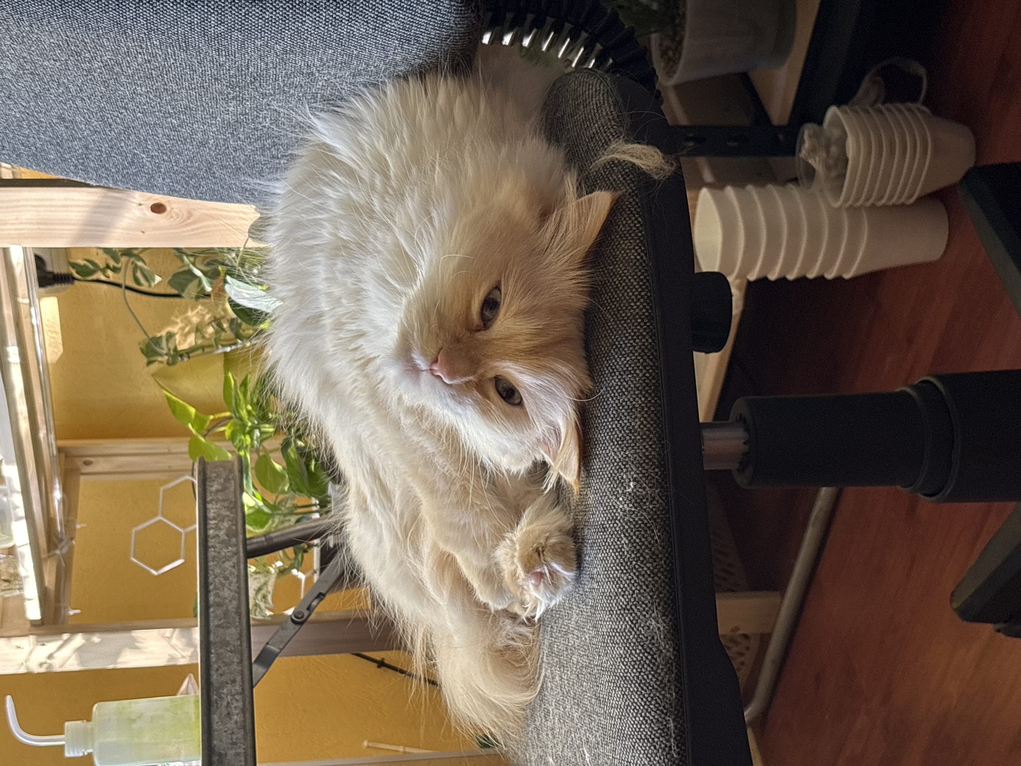 A long-haired cat with light orange and white fur is curled up on a gray office chair. The chair is positioned near a wooden shelf holding plants and a white bottle with a curved nozzle. Several white paper cups are stacked on the floor next to the chair. The floor is made of wood. The cat is facing the camera with its paws tucked in. The image was taken indoors. There is no evidence to suggest that the image was taken in Chaikovsky, Russia.