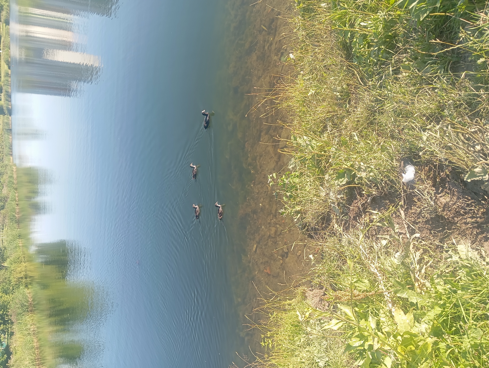 An aerial, medium shot captures a serene view of a tranquil lake on a bright, sunny day. The water's surface is calm, with gentle ripples indicating slight movement. In the distance, the reflections of tall, modern buildings shimmer on the water, suggesting an urban backdrop. Along the far bank of the lake, lush green trees and reeds create a natural border. Closer to the foreground, a small group of four ducks swims in formation, leaving faint trails on the water. The shallow edge of the lake near the camera reveals the sandy and rocky bottom. The immediate foreground is dominated by a bank of verdant grass and other low-lying vegetation, with a small patch of exposed earth and a piece of white debris near the center. The overall scene conveys a peaceful coexistence of nature and urban development.