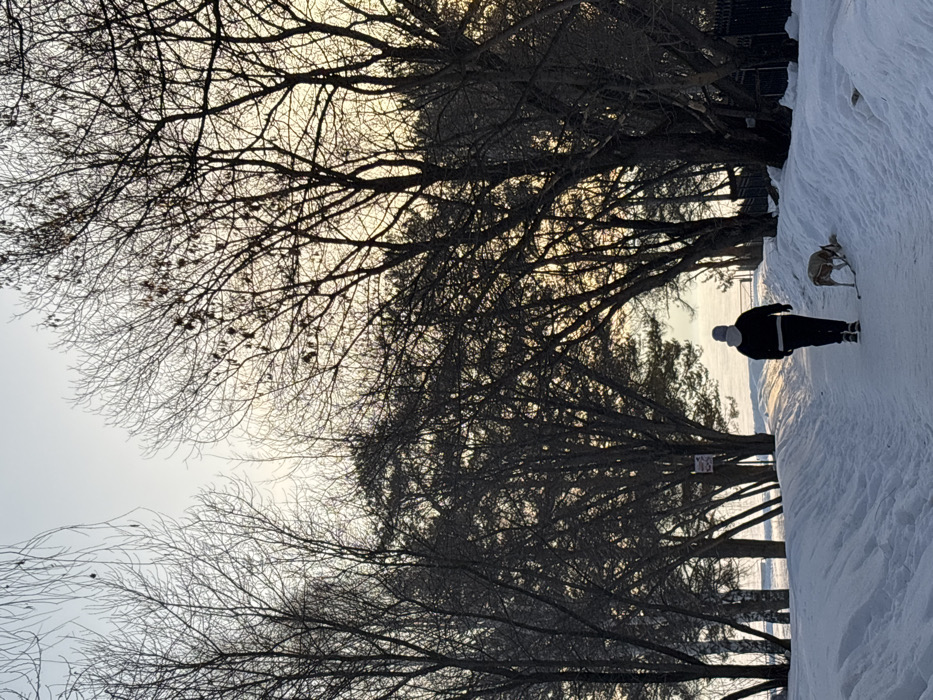 A winter scene in Chaikovsky, Russia, shows a snow-covered pathway extending into the distance under a canopy of bare deciduous trees and some evergreen conifers. The sky exhibits a light, warm yellow and blue gradient, indicative of either sunrise or sunset. One individual, viewed from behind, walks down the center of the path, wearing dark pants, a dark jacket with a light hood, and a light-colored beanie. A slender, light-brown and white dog, appearing to be on a leash, stands to the right of the person with its head lowered towards the snowbank, seemingly sniffing or interacting with the snow. The path itself is clear of deep snow, with higher snow accumulations lining both sides. Beyond the tree line on the left, a flat, expansive, snow-covered terrain, likely a frozen body of water, is visible, extending to the distant horizon.