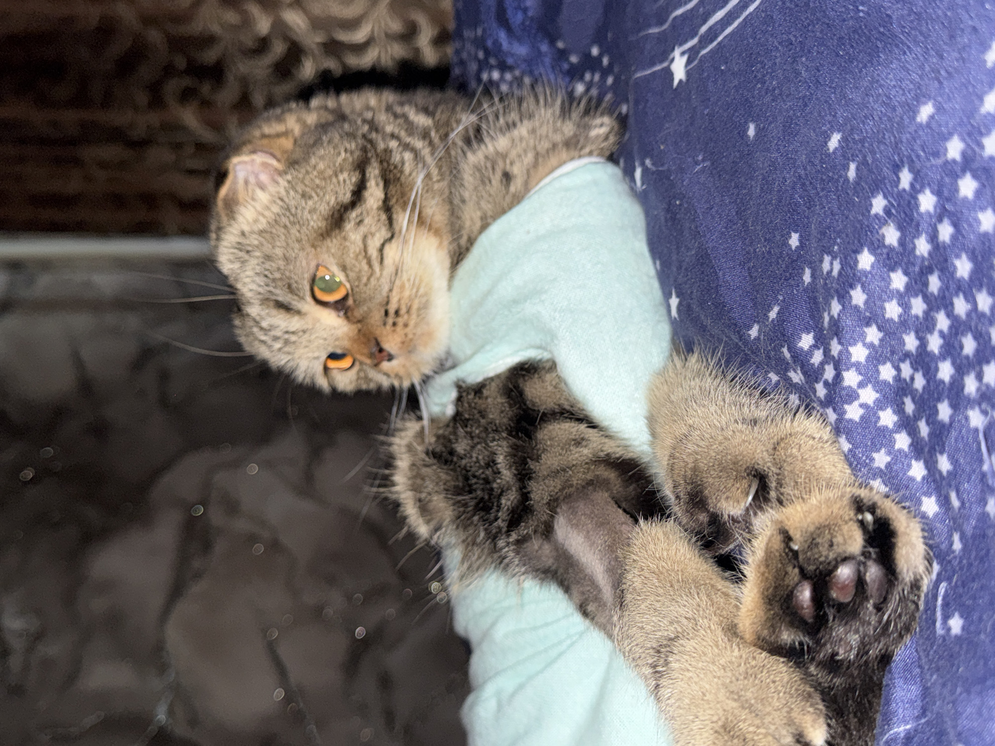 A brown tabby Scottish Fold cat with orange eyes is lying on a blue blanket with white stars. The cat is wearing a light blue, long-sleeved garment that covers its torso and left front leg. Its right front leg is visible, resting on the blanket. The background is dark and out of focus, with what appears to be a patterned surface. The scene is indoors and likely in a residential setting. The provided image and crops do not contain any information that would allow for the determination of its location in Chaikovsky, Russia.