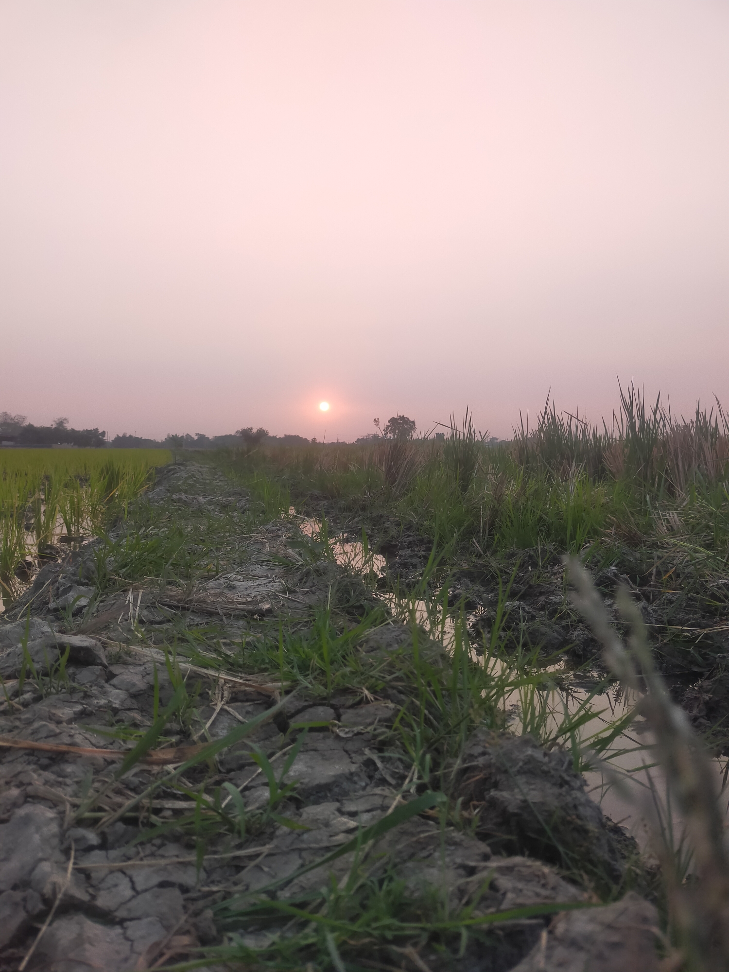 This is a low-angle, wide shot of a rural scene at dusk. The sky is a soft pink, and the sun is a small, bright orb low on the horizon, casting a gentle light. In the foreground, a muddy path, cracked and dry in places, is lined with patches of green grass. This path leads into a field that appears to be waterlogged or a rice paddy, with green shoots of rice growing in the muddy water. The field stretches into the distance, with more grass and some dry stalks visible on the right side. In the background, silhouetted trees and structures suggest a village or settlement. The overall impression is one of peaceful, rural twilight. The location is specified as Dukuhwaru, Indonesia.