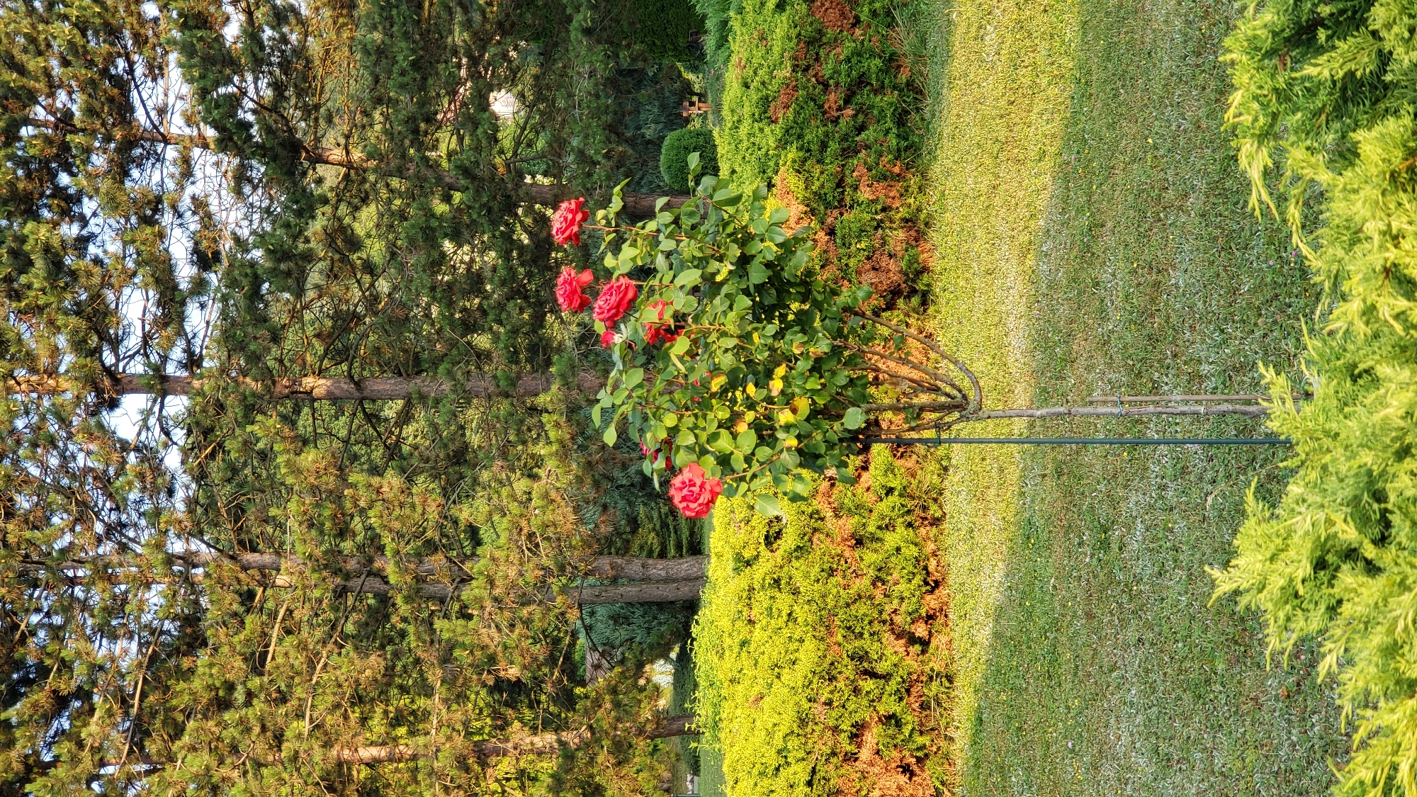 This image depicts a rose bush with several vibrant red roses in bloom, positioned in the foreground of a manicured garden. Behind the rose bush, a low, dense hedge creates a green backdrop, with some sections showing signs of browning. Further in the background, tall pine trees with lush green foliage dominate the scene, suggesting a park or a large garden setting. The ground is covered with grass, some of which appears lighter in color, possibly due to sunlight or a different type of ground cover. The lighting indicates it is either early morning or late afternoon, with sunlight casting warm tones on the vegetation. The image is likely taken in Prešov, Slovakia, a city known for its green spaces and parks. There are no people visible in the image, and the focus is solely on the natural elements of the garden.