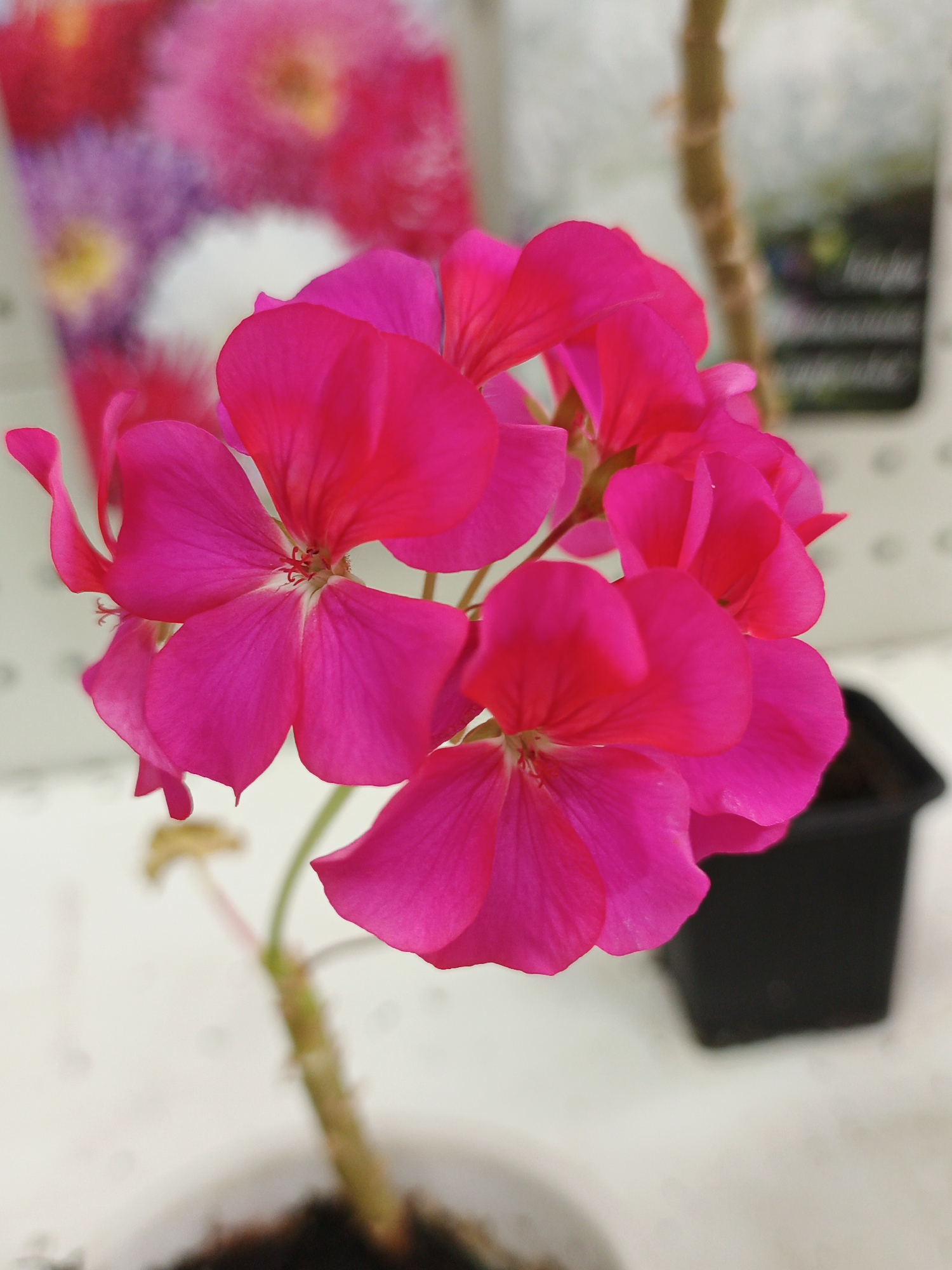 The image shows a close-up of a cluster of vibrant pink geranium flowers. The flowers are the main subject, with their delicate petals and central stamen clearly visible. The background is blurred, but suggests an indoor setting, possibly a nursery or store, with hints of other plants and a price tag or label visible. A black pot containing soil is partially visible in the lower right corner, indicating the flowers are potted. The lighting appears to be soft and natural, suggesting daylight. There is no discernible activity or event taking place, as the focus is on the static beauty of the flowers. The overall mood is one of natural beauty and vibrancy. The blurred background contains some text, but it is not legible. Given the context of Zlatoust, Russia, this image likely depicts flowers available for purchase or display in a local establishment.