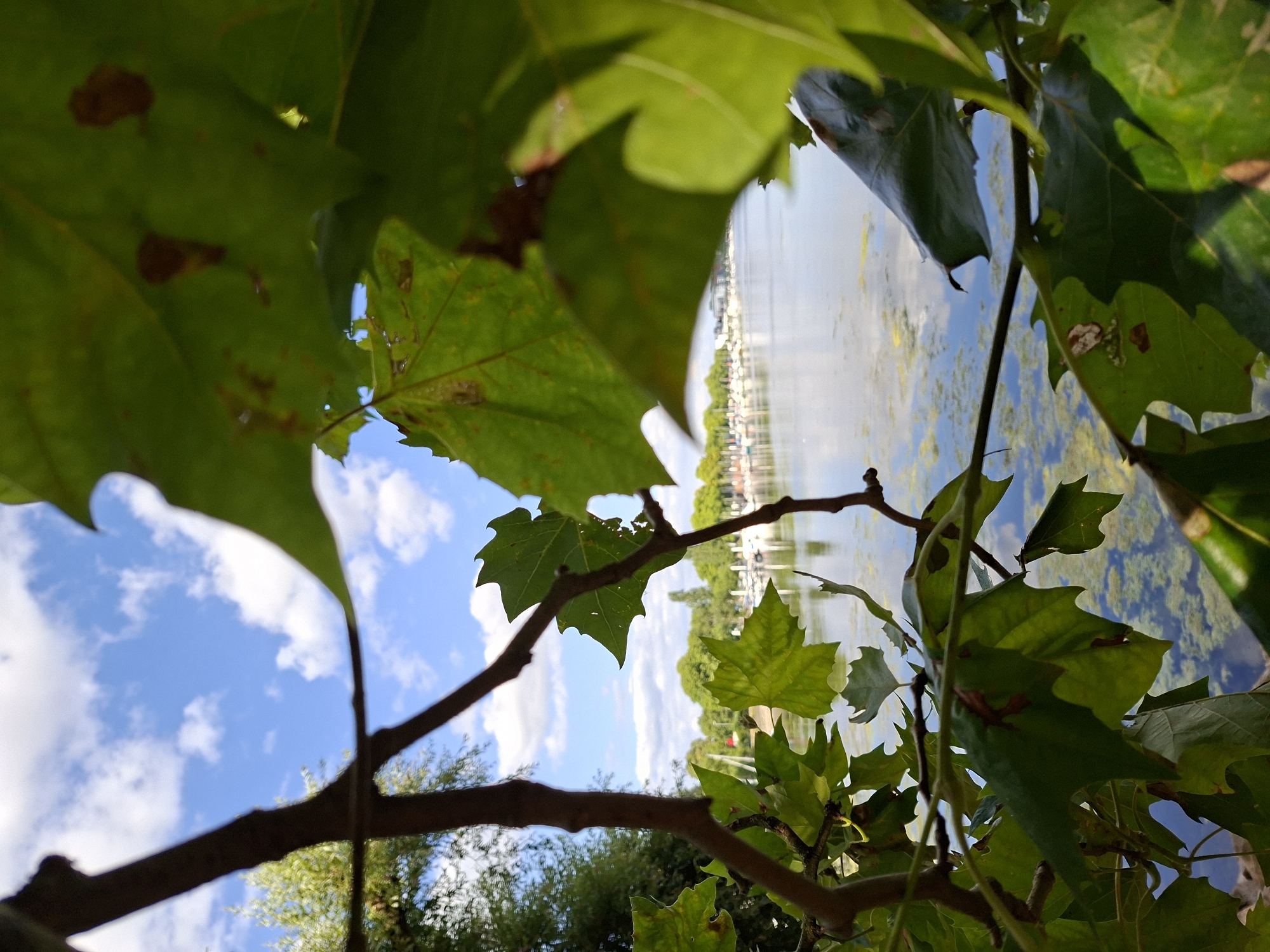 This is a photograph taken at the Rhine river in Wiesbaden, Germany. The foreground of the image is dominated by the branches and leaves of a tree, with some of the leaves appearing slightly brown and possibly diseased. Through the foliage, a body of water is visible, reflecting the blue sky with scattered white clouds. Along the far bank of the river, a line of trees and buildings can be seen, and a marina with numerous boats is present. The overall impression is of a natural scene at the edge of a developed area, likely a park or waterfront promenade.