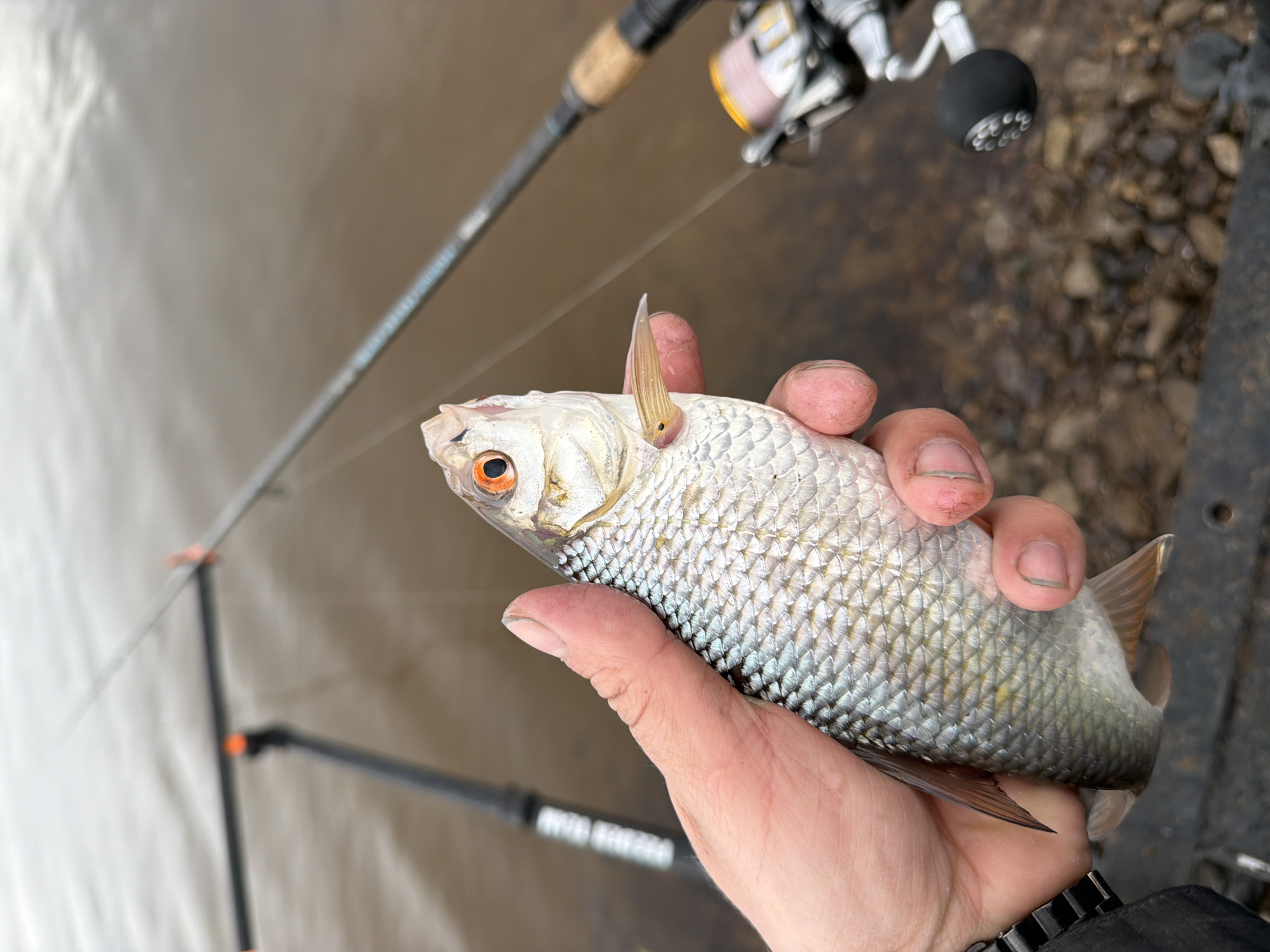 A close-up shot shows a man's hand holding a fish. The fish is silver with an orange eye and is held near a body of water, likely where it was caught. A fishing rod is visible in the background. The location appears to be near a bank or shore, with some rocky or gravelly ground visible. The city of Chaykovsky, Russia, is not evident in the image.