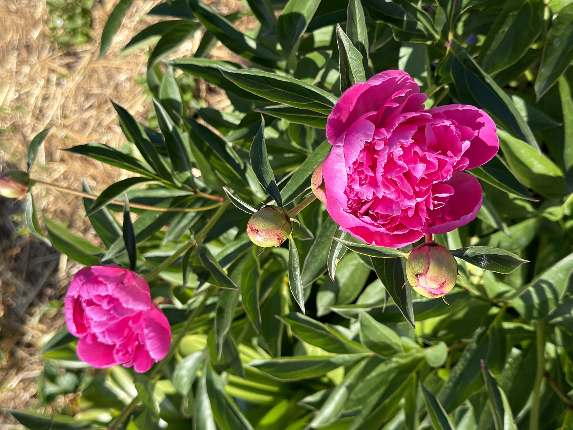 An outdoor scene features several fuchsia-pink peony flowers and buds, set against a backdrop of vibrant green foliage. Two peonies are fully open and prominent: one in the upper left quadrant and a larger one in the lower right. Three additional buds are visible; one above the lower right flower is partially open, displaying pink petals, while two others (one to the left of the lower flower and one at the top center) remain closed, appearing green with reddish tips. The dense, deep green leaves of the peony plants fill the midground. The background is blurred, revealing a light-brown, textured ground cover, consistent with dry organic material such as mulch or straw, under bright natural sunlight. A small, dark insect is visible on a petal of the upper left peony. A faint, white, web-like structure or dust is present on a leaf below the lowest bud. No people or artificial structures are visible. The location is in the city of Unknown, Unknown.