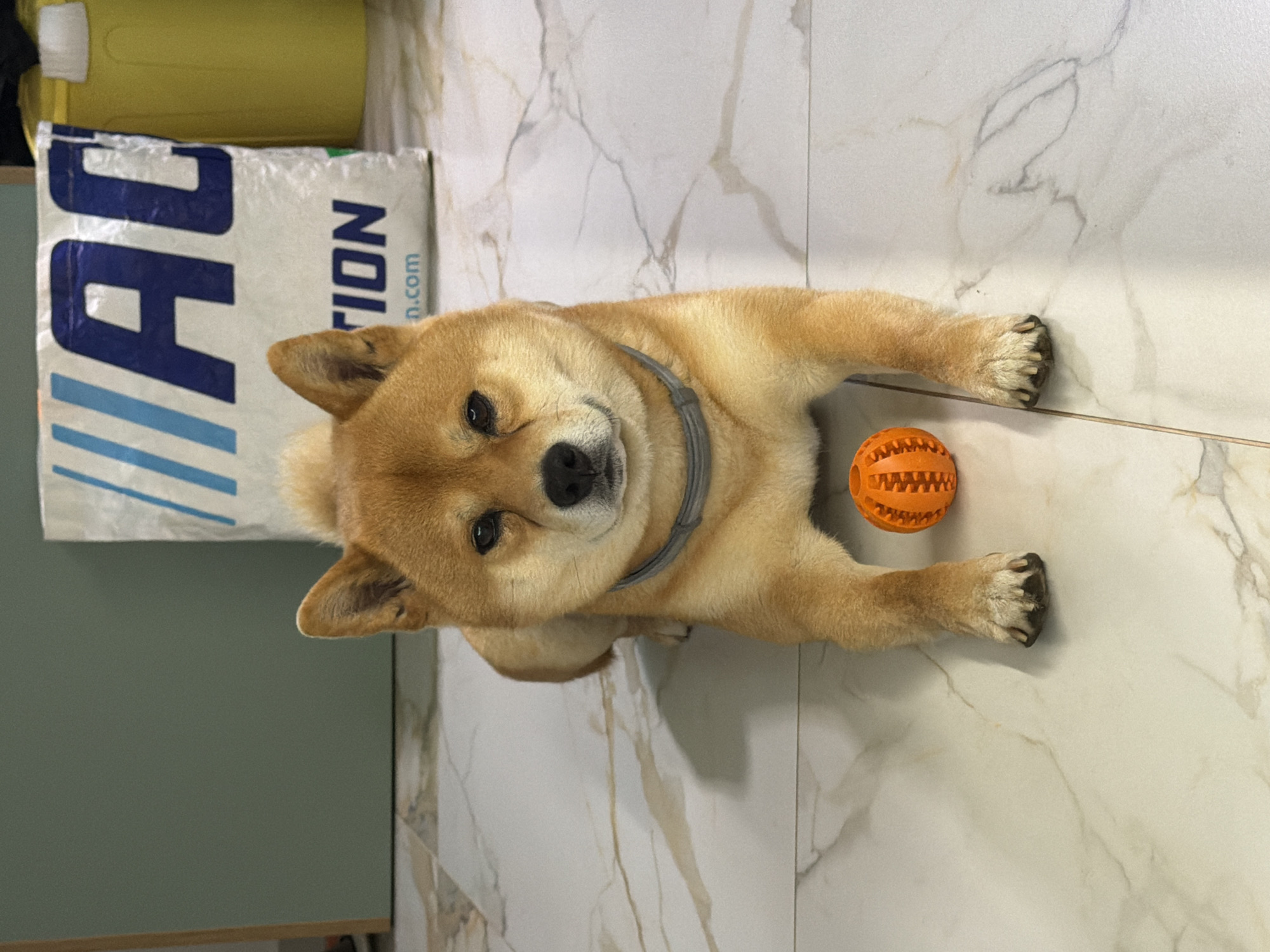 A Shiba Inu dog lies on a white marble floor next to an orange rubber ball. The dog has a gray collar and is positioned next to a large white bag with blue stripes and the word "ACTION" printed on it. A yellow container is visible in the background, as is a green wall. The photograph appears to be taken from an overhead perspective. There is no indication of the location being in Priseltsi, Bulgaria.