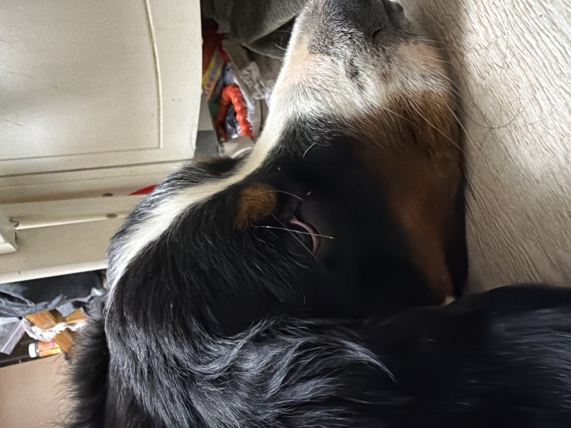 The image shows a close-up of a Bernese Mountain Dog sleeping. The dog's head is resting against a light-colored textured surface, possibly a couch or a blanket. Its fur is a mix of black, white, and brown. The background is blurred and appears to be an indoor setting with some clutter, including what looks like bags and possibly some rope or fabric. The lighting suggests it could be daytime, but the exact time is unclear. The scene evokes a sense of calmness and rest. There is no visible text in the image.
