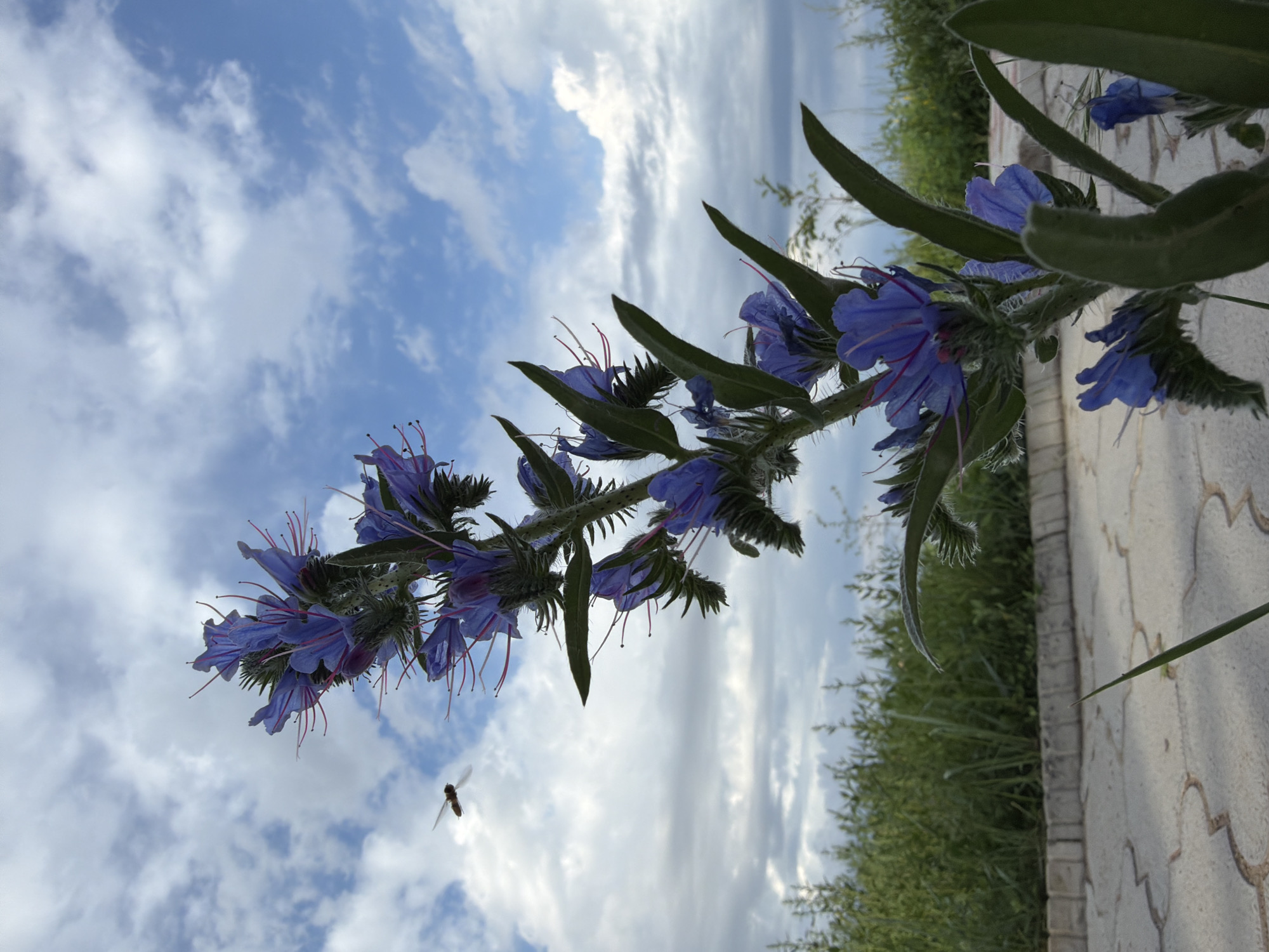 A close-up, low-angle shot captures a vibrant blue flower stalk against a cloudy sky. The stalk is covered in fuzzy green hairs, and the bell-shaped blue flowers have prominent red stamens. A small, brown insect is visible in flight to the left of the flower. In the background, a row of green bushes borders a paved walkway made of light gray, interlocking concrete slabs. The image appears to be taken outdoors, likely in a park or garden, given the presence of manicured bushes and paving stones.