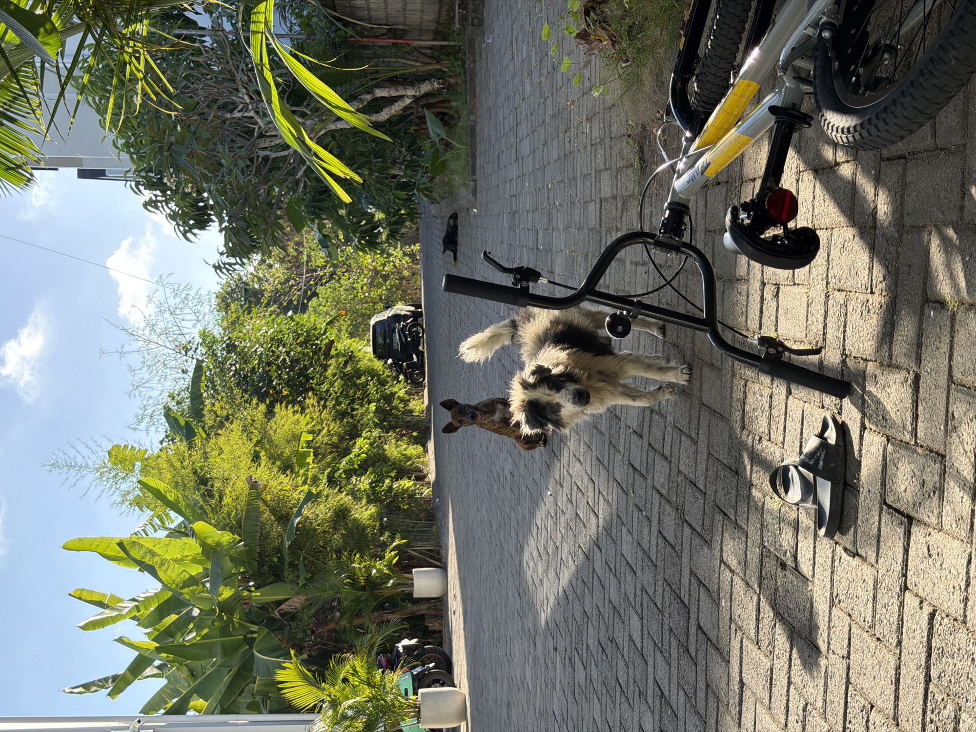 In Kuta Selatan, Indonesia, a sun-drenched, paved driveway is lined with lush tropical foliage. Two dogs are present; a brindle-colored dog sits patiently on the right side of the driveway, while a shaggy, medium-sized dog stands in the center, looking towards the camera. A black sandal lies on the pavement in the foreground, next to a bicycle that is tipped over on its side. In the background, a dark SUV is parked further up the driveway, and a black dog is seen lying down on the right side of the road. The scene is bathed in the warm light of the sun, casting long shadows across the textured pavement.