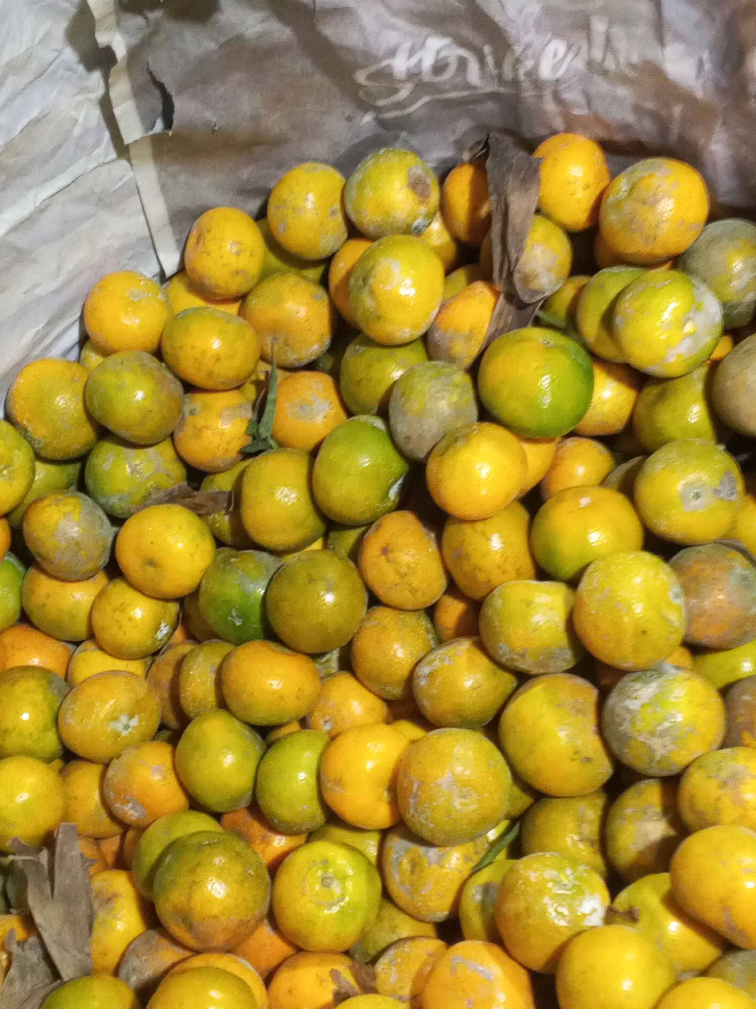 A pile of oranges is shown, mostly yellow with some green patches, suggesting they are either unripe or a variety with green coloring. The oranges are of various sizes and are tightly packed together. Some of the oranges have rough, uneven skins, indicating they may be fresh produce. The background is out of focus but appears to be a rough, textured surface, possibly a bag or tarp, with some shadows suggesting an indoor or covered setting. The lighting is uneven, with some oranges brightly lit and others in shadow. The image is cropped tightly on the oranges, with very little of the surrounding environment visible. The scene is suggestive of a market stall or storage area for fruit in Pancur Batu, Indonesia, given the provided context.