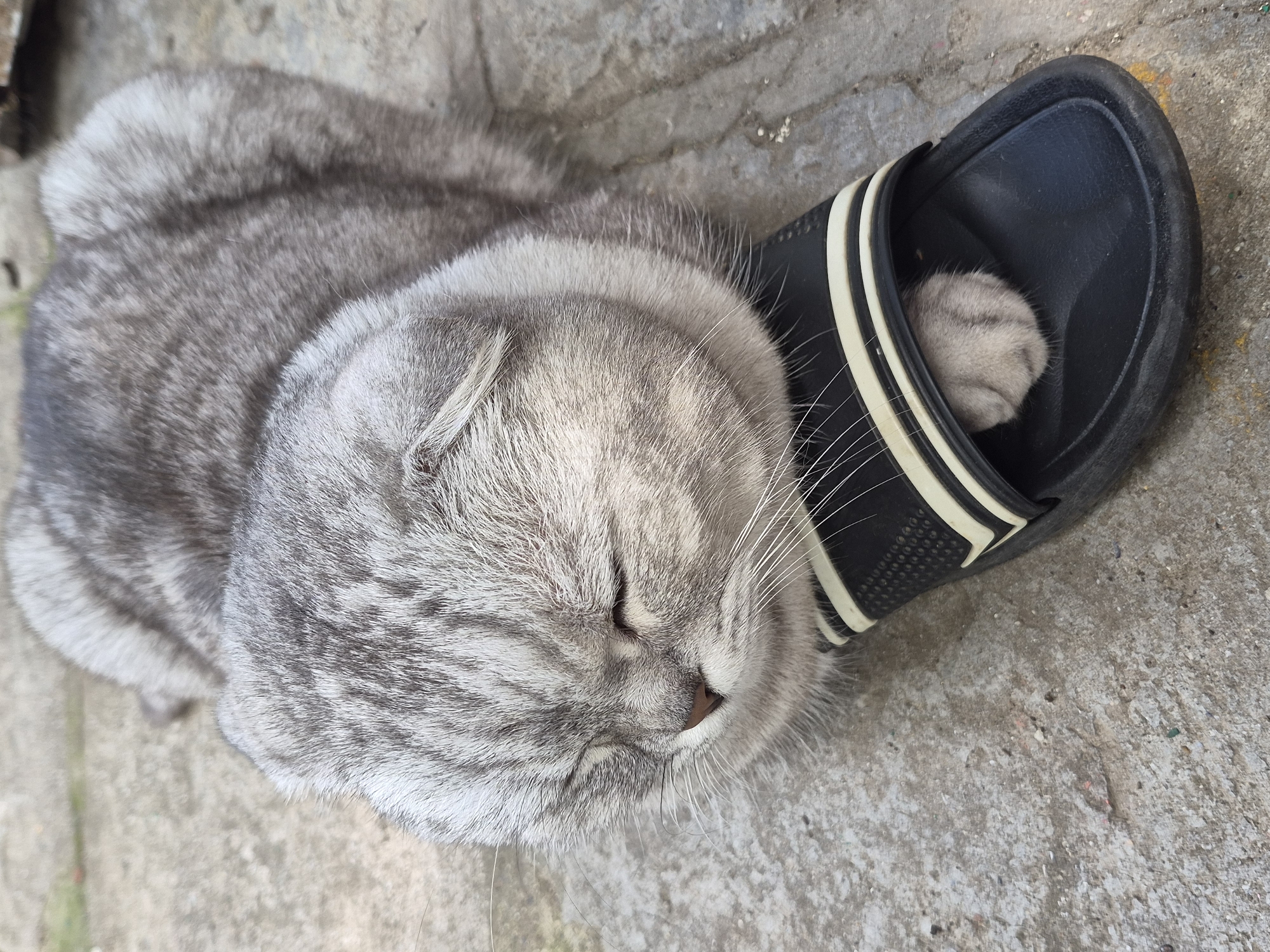 A silver tabby Scottish Fold cat is sleeping with its head resting on a black and white striped slide. The cat's eyes are closed, and its body is curled up. One of its paws is tucked inside the slide. The cat is lying on a gray concrete surface, which appears to be outdoors. The background is blurred, but suggests a slightly uneven, possibly paved area.