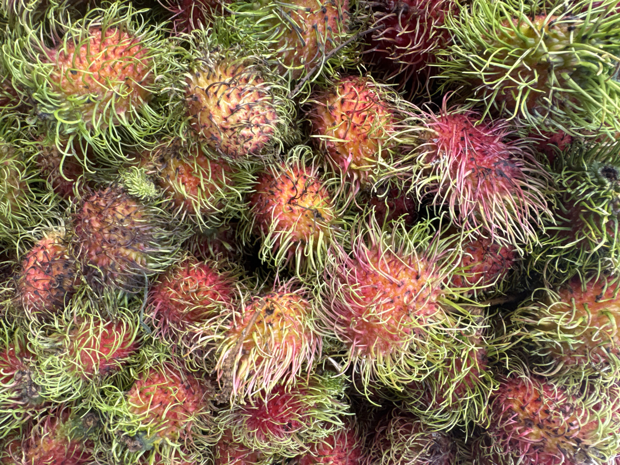 A close-up, overhead view of a pile of rambutans, a tropical fruit. The rambutans are oval-shaped with a leathery rind covered in soft, hair-like spines, or trichomes. The colors of the rind range from deep red to orange-yellow, with the spines being a vibrant green and some showing pink or red tips. The texture of the fruits appears bumpy and fibrous due to the spines. The image is a still life, with no people or discernible environmental context suggesting a specific location within Da Lat, Vietnam, other than that it is likely a market or a place where fruit is sold or stored.