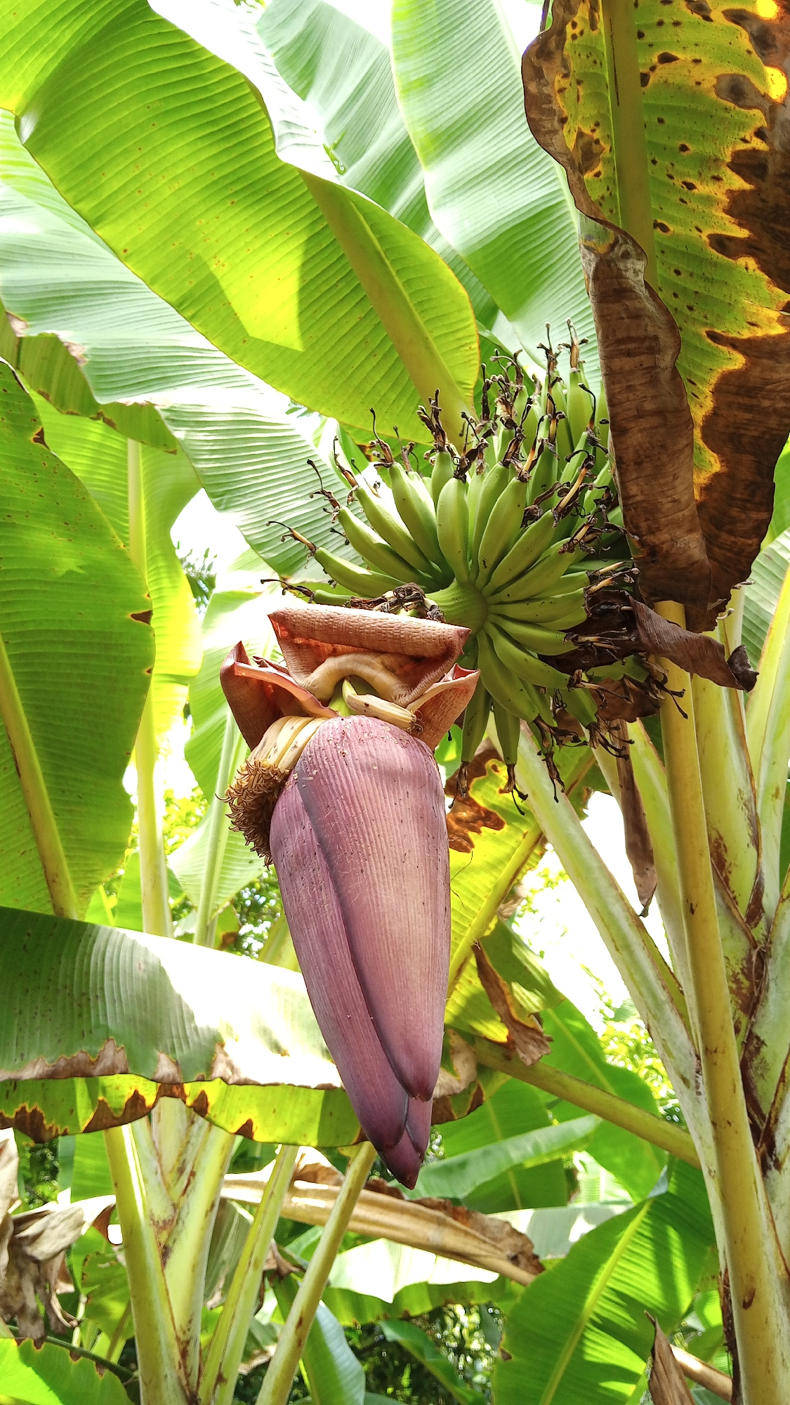 A close-up, low-angle shot captures a banana flower and a bunch of unripe bananas hanging from a banana tree. The banana flower is a deep purple-pink, elongated, and pointed, with reddish-brown bracts partially peeled back. Above it, a cluster of small, green bananas is visible, arranged in hands. The leaves of the banana tree are large and vibrant green, with some showing signs of browning and drying on the edges, suggesting natural aging or exposure to elements. The background is filled with more banana leaves, creating a dense, tropical canopy. The scene is bathed in natural light, with sunlight filtering through the leaves, creating bright highlights and casting soft shadows. The overall impression is of a lush, natural environment. The image is credited to a user from Kebonbaru, Indonesia.