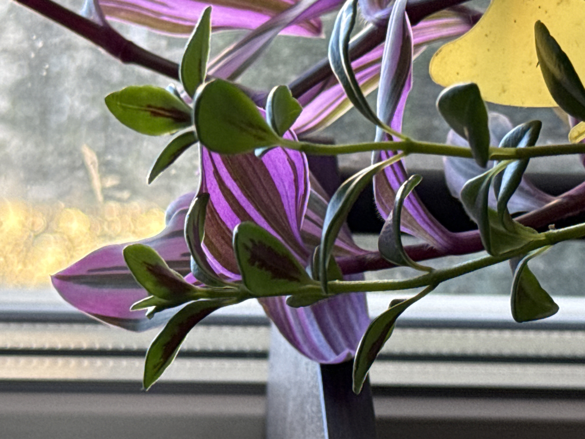 This media file is a close-up photograph of a plant with striking purple and green leaves, likely a Tradescantia Zebrina. The plant appears to be indoors, near a window, as indicated by the blurred background of light and horizontal blinds. The lighting suggests it is daytime, possibly morning or afternoon, with sunlight filtering through the window, creating a warm glow on some of the leaves and the background. The plant's stems are a deep purple-brown, and the leaves are elongated with a pointed tip. The distinctive pattern of the leaves features stripes of vibrant purple and silver-green, with darker purple markings in the center. Some leaves are unfurling, while others are fully developed, showcasing the plant's growth. The focus is sharp on the plant, drawing attention to its intricate details and coloring, while the background is softly blurred, creating a shallow depth of field. There is a bright yellow, amorphous shape in the upper right portion of the frame, which could be another leaf or part of the plant, or possibly an object outside the window. The overall mood is serene and natural, highlighting the beauty of the plant's foliage. There is no visible text in the image.