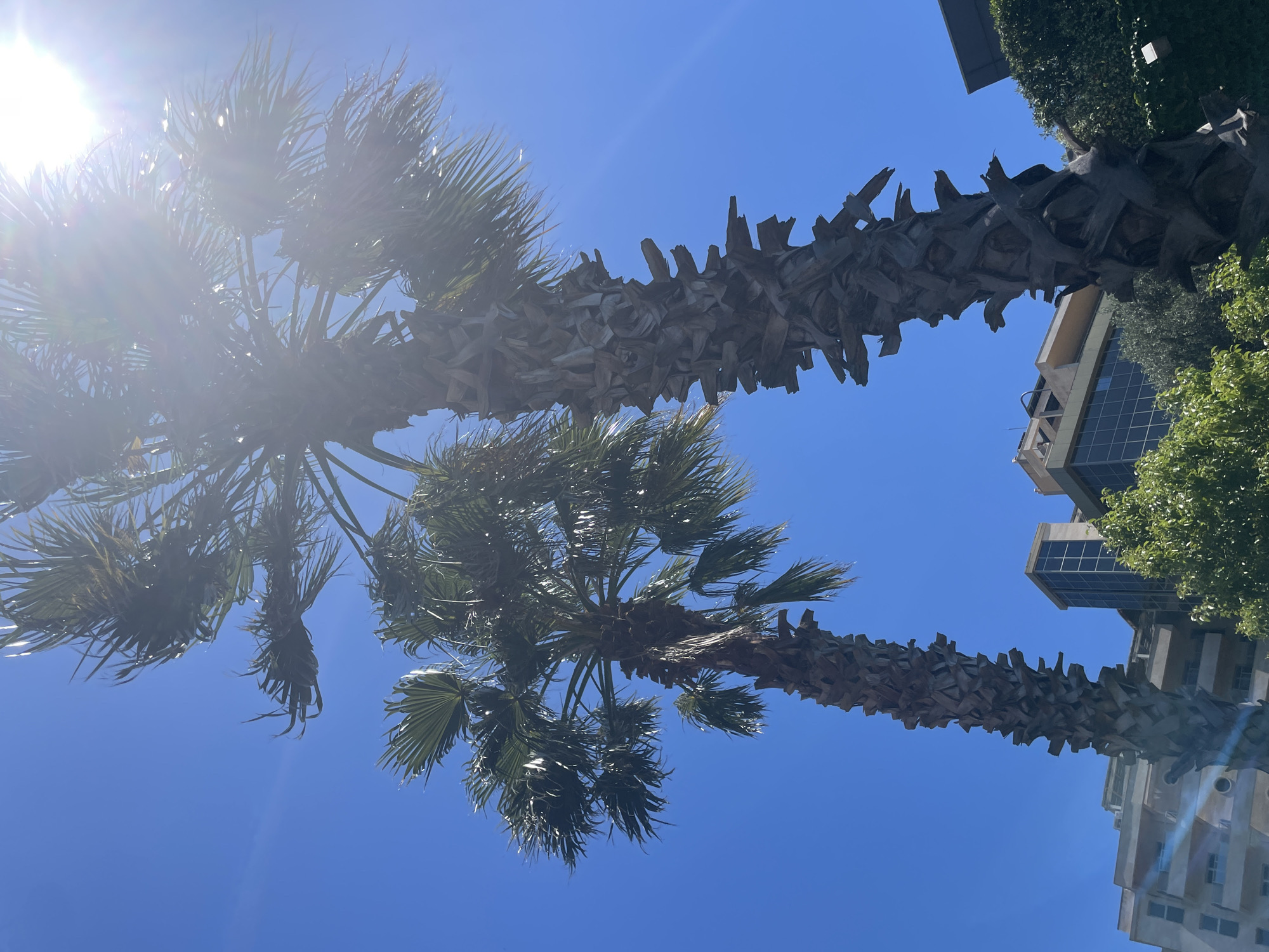 The image depicts two tall palm trees against a bright blue sky. The trees are observed from a low angle, looking upwards. The sun shines brightly, creating lens flare. The trunks of the palm trees are thick and covered in the remnants of old fronds. The fronds are green and fan-shaped. In the background, parts of buildings can be seen, including glass windows. This location is in Budva, Montenegro.
