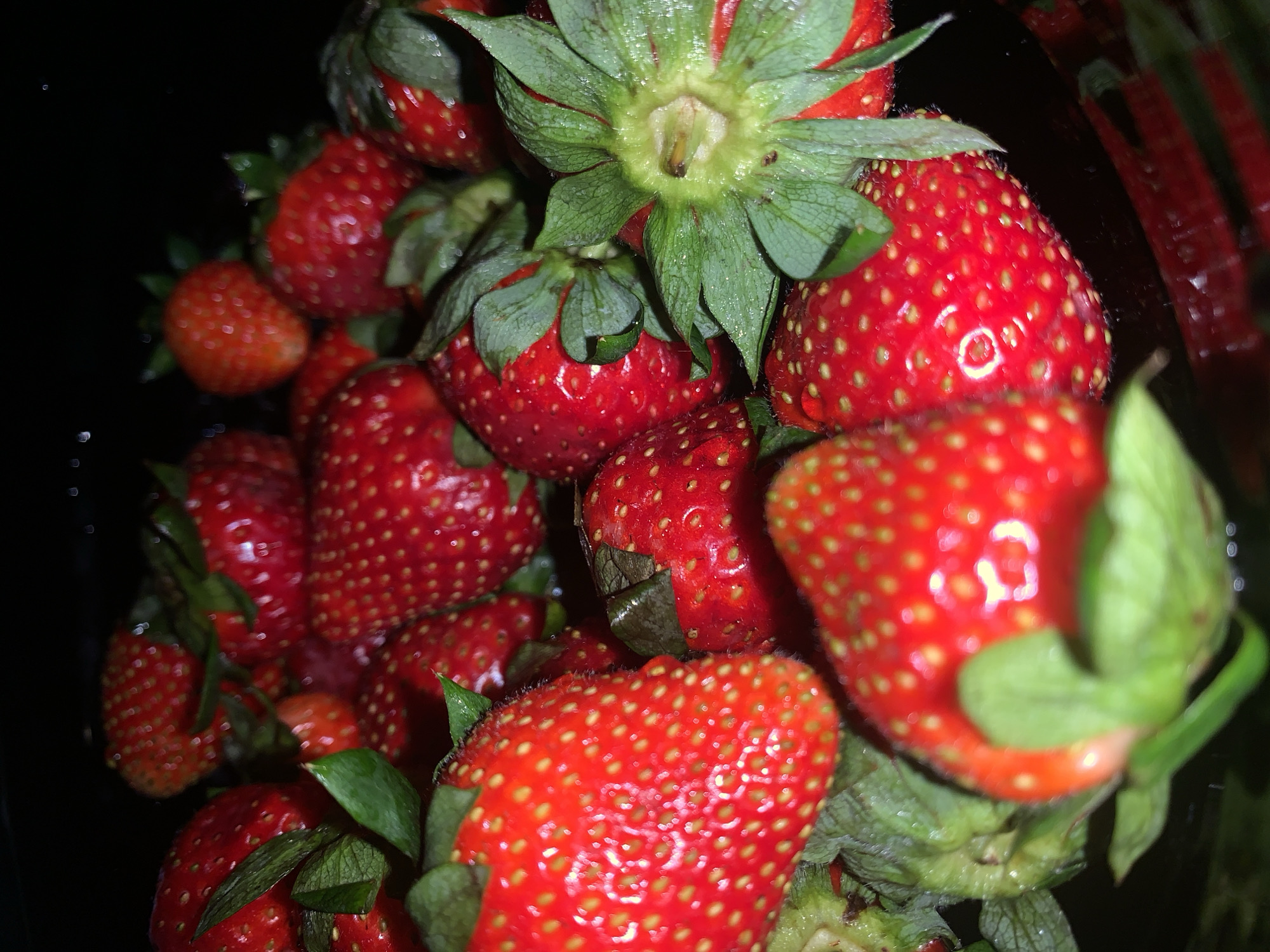 The image presents a close-up view of a cluster of fresh strawberries in a container. The strawberries are predominantly red with small yellow seeds dotting their surfaces. Most still have their green leafy caps attached. Some have water droplets on them, suggesting they have recently been washed. The background is dark, possibly indicating a dim or indoor setting. There are reflections visible that would suggest they are in a plastic container.
There is no contextual information in the image to verify the location.