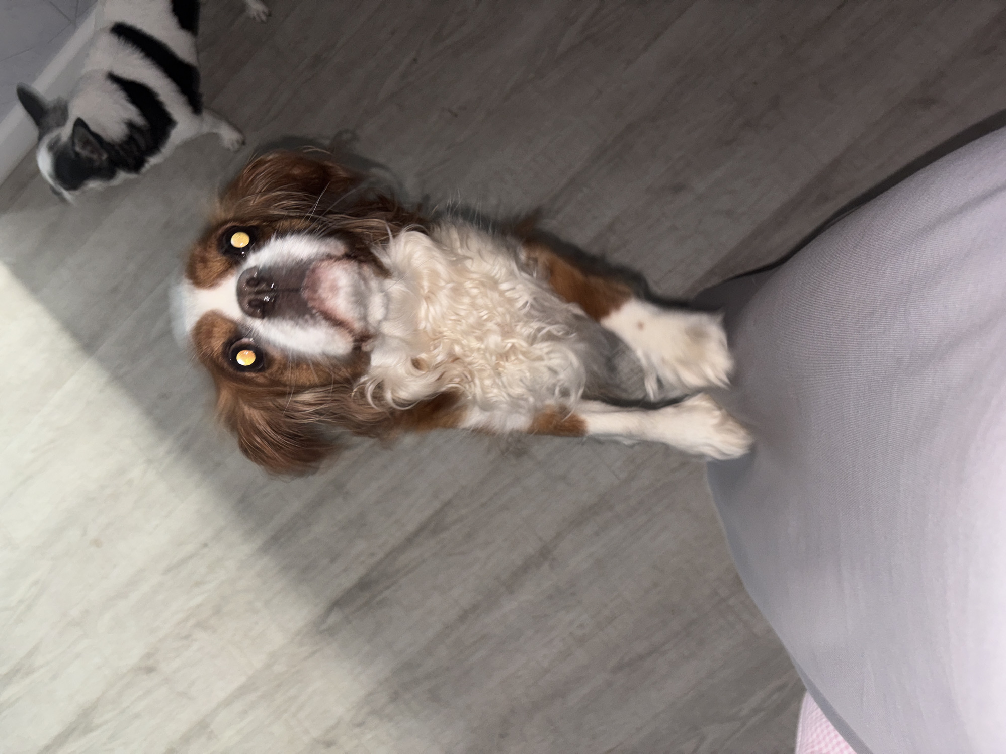 Two dogs are present. In the foreground, a Cavalier King Charles Spaniel stands on its hind legs, facing the camera with its eyes illuminated by a flash. The dog has brown and white markings. In the background, a black and white dog, possibly a French Bulldog, is partially visible, standing on all fours and facing away from the camera. The dogs are on a grey wooden floor. A grey fabric surface, possibly pants or a cushion, occupies the bottom left of the frame. The lighting suggests an indoor setting. The location is not identifiable from the image.