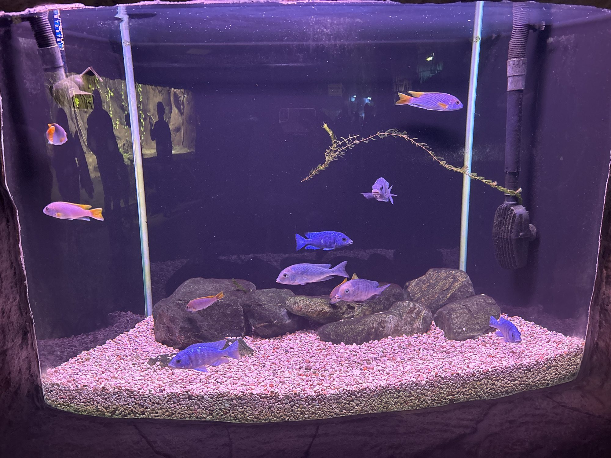 An illuminated aquarium is featured, showcasing several cichlid fish in vibrant shades of purple and blue, with some exhibiting yellow or orange fins. The tank's substrate consists of small, light-colored, mostly pinkish gravel, and it is decorated with multiple dark, natural-looking rocks that provide hiding spots and structure. A single artificial green plant stem floats in the upper-middle section of the tank.
Various fish are observed swimming at different depths; for instance, a larger purple fish with prominent yellow fins swims near the top right, while several smaller blue cichlids are distributed across the tank. One small blue cichlid is seen resting on the gravel in the bottom right corner. Another blue cichlid in the mid-right appears to be looking directly out of the tank.
Reflections of people observing the aquarium are clearly visible on the left side of the glass. One distinct silhouette shows a person, and another reflection further back suggests someone holding a mobile phone or camera. A black filter intake tube is positioned in the upper left corner of the tank, with faint white text "LIFE STONE" and "3 2 STE" discernible on its surface. Another dark filter component is visible on the far right. The overall lighting casts a purplish tint over the scene, typical of aquarium setups. The setting appears to be an indoor exhibit, possibly in a public aquarium or a well-maintained private collection, located in Saint Petersburg, Russia.