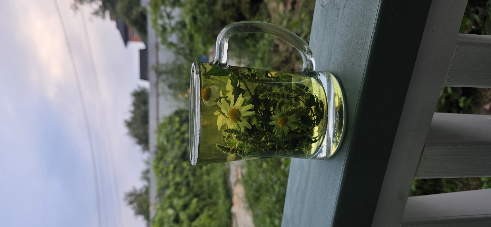 A clear glass mug filled with a pale yellow liquid and submerged botanical elements, possibly for tea, sits on a dark green railing. The mug has a clear handle. Several daisy-like flowers and green sprigs are visible within the liquid. The background is blurred, showing lush green foliage and a greyish sky with hints of pink. The railing is part of a white fence structure. The location is identified as Taraskovo, Russia. There are no people or animals visible in the image. The scene is outdoors, with the overcast sky suggesting it might be early morning or late afternoon.