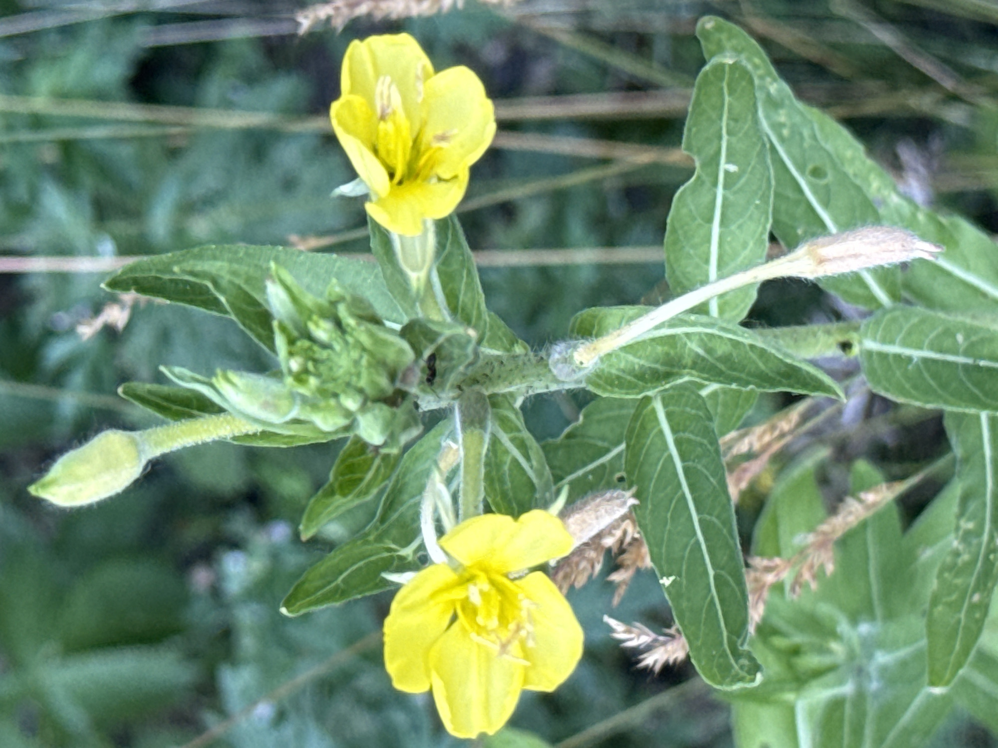 In this close-up shot, a flowering plant with bright yellow petals and green leaves stands out against a blurred green background. The plant has multiple buds, some unopened, and two fully bloomed flowers. The stamens of the flowers are visible, with thin filaments and lighter-colored tips. The leaves are elongated with visible veins and a slightly fuzzy texture. The stem of the plant is also visible, appearing fuzzy and segmented, with some small white fuzzy growths. In the background, other vegetation and dry plant stalks are present, creating a natural, outdoor setting. The lighting suggests it might be daytime, possibly late afternoon or early evening, with a soft, diffused light. There are no people or animals visible in the frame.