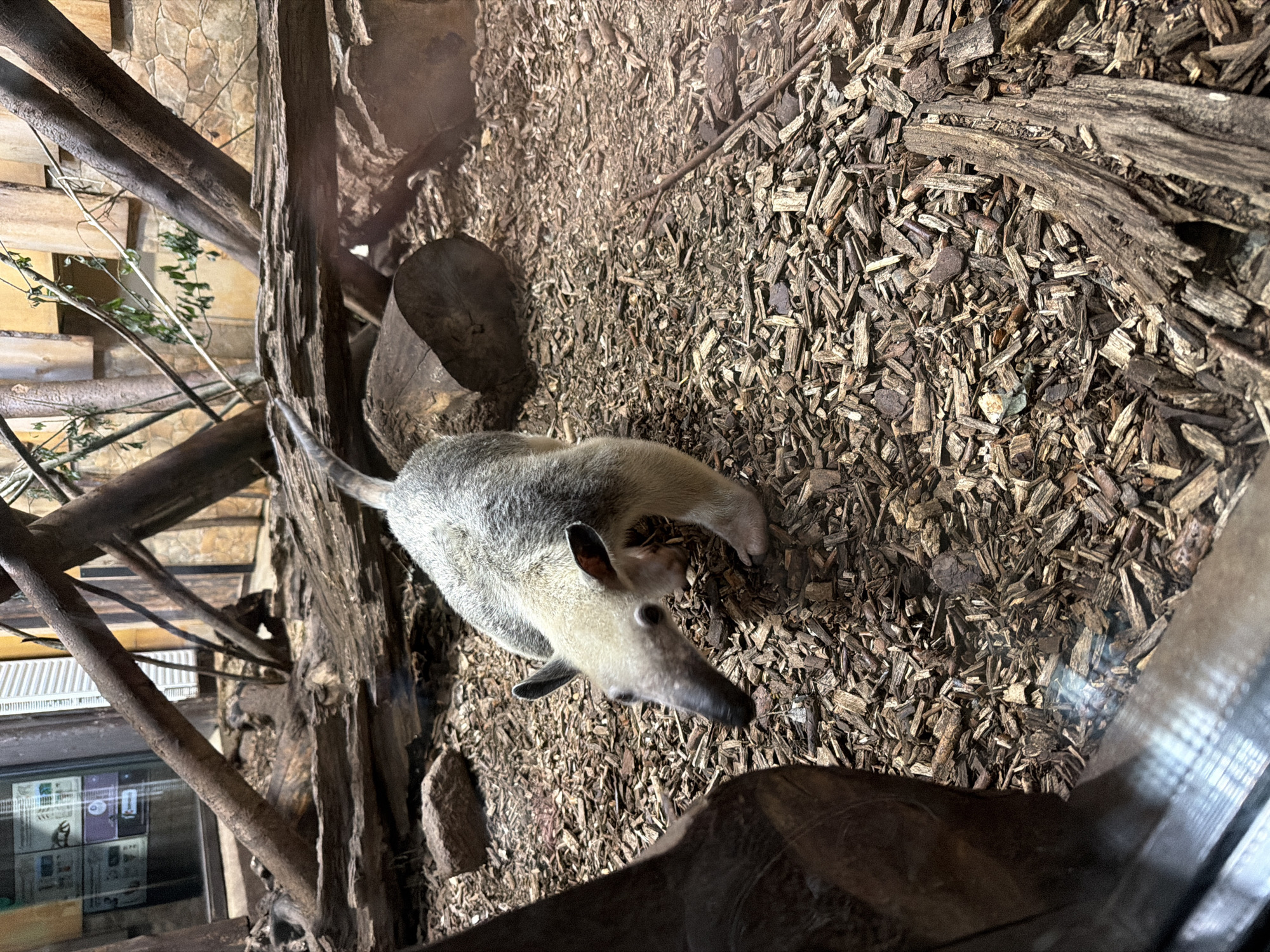 A Tamandua is shown in an enclosure filled with wood chips and logs. The animal has a long snout and is looking down at the ground. The enclosure appears to be indoors, with a building structure visible in the background. There is a glass pane in the foreground, suggesting this is a zoo or wildlife exhibit. No specific location in Riga, Latvia, can be determined from the image.