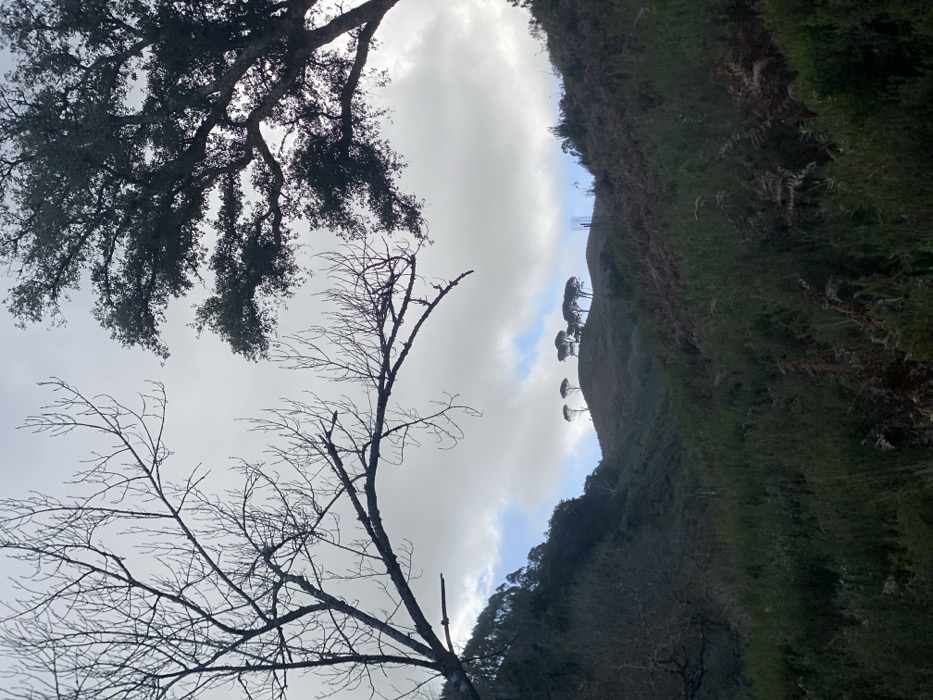 The image depicts a natural, hilly landscape in Mafra, Portugal, under an overcast sky with patches of blue. In the foreground, the upper left features the silhouette of a bare deciduous tree with multiple slender branches extending across the frame. To the upper right, a dense canopy of an evergreen tree, possibly an oak, is partially visible. The midground shows a valley filled with varied low-lying vegetation, including dark green shrubs and reddish-brown ferns. In the background, a prominent rounded hill is topped by a cluster of approximately six to seven mature conifer trees, presenting a distinct silhouette against the sky. To the right of this cluster, further down the slope of the same hill, a vertical, cylindrical structure, possibly a tree protector or a small sculptural element, is discernible. No people or animals are present. The scene is static, devoid of active interactions.