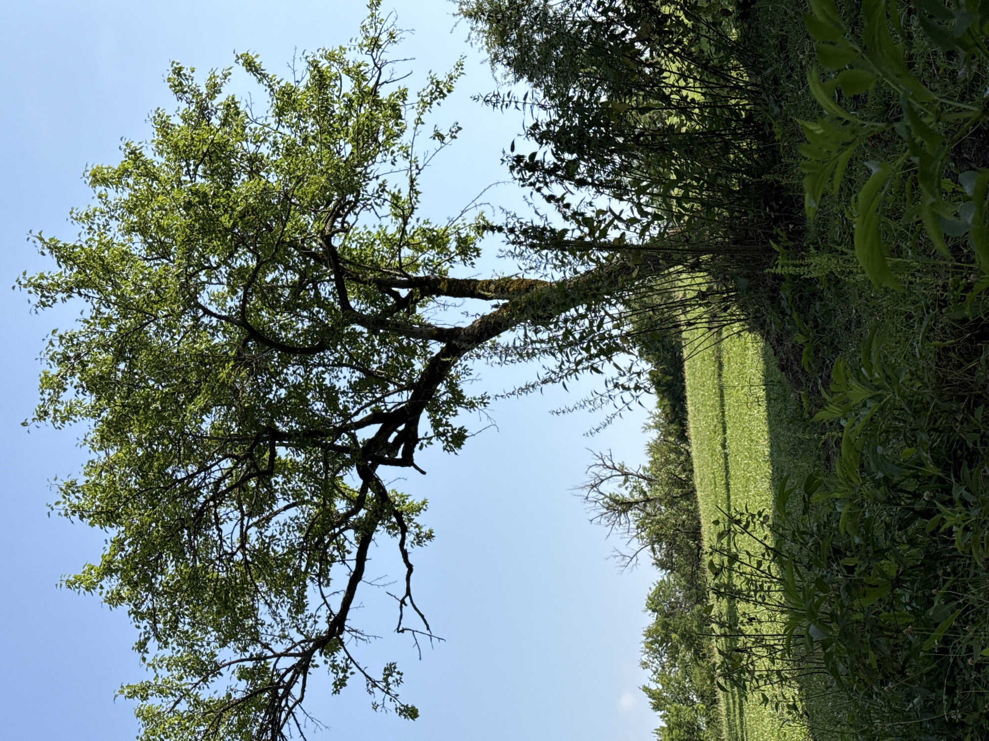 The image depicts a sunlit outdoor scene featuring a mature deciduous tree with abundant green foliage. The tree stands in the foreground, its trunk partially covered in moss, and its branches extend upwards and outwards against a clear blue sky. Behind the tree, a gently sloping field of green crops is visible, bathed in sunlight which casts a shadow from the tree onto the field. In the midground, a line of trees and bushes forms a natural boundary. The foreground is filled with various green plants and grasses. There are no people or animals present in the image. The location is specified as the city of Sis, Azerbaijan.