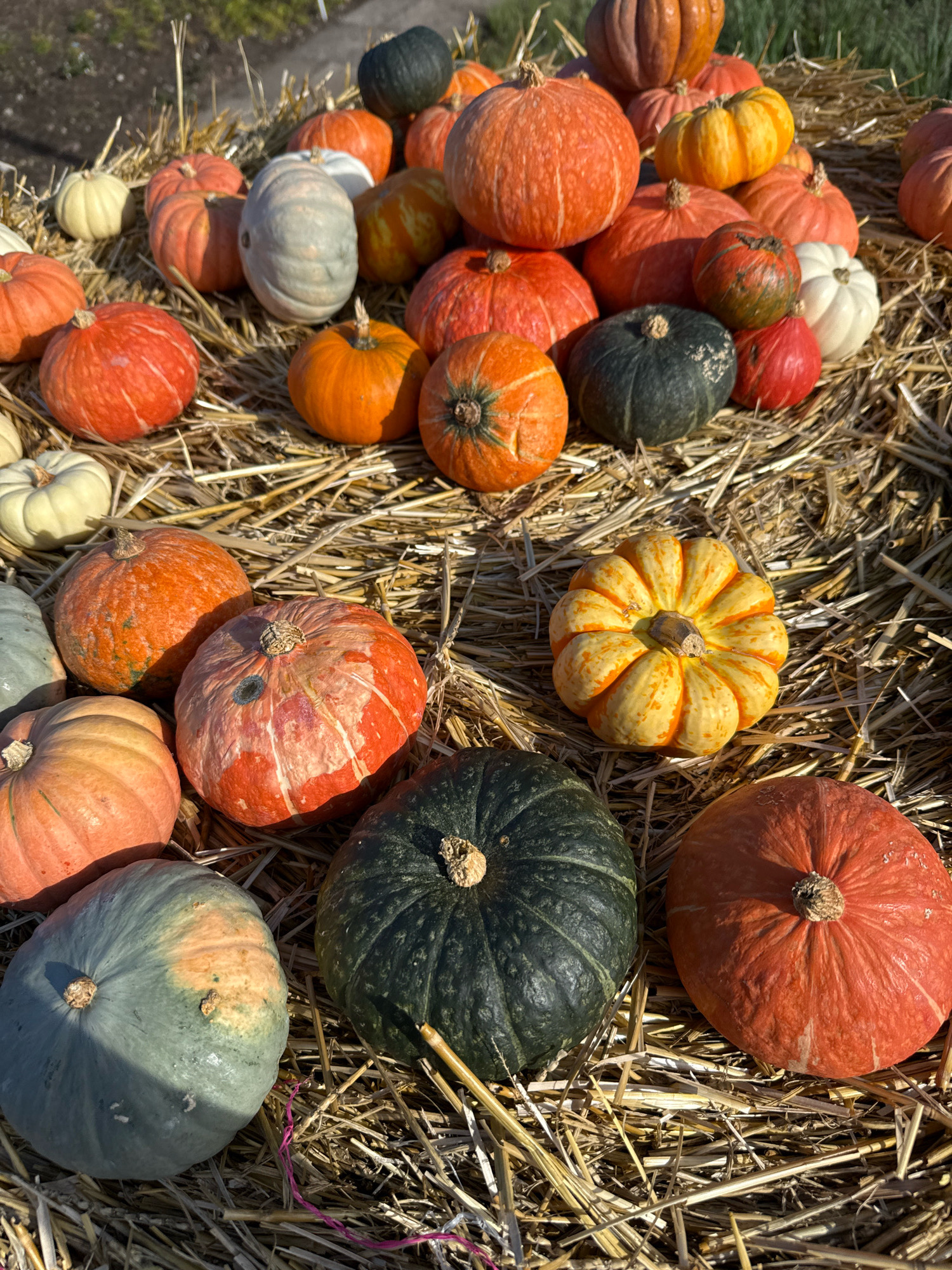 A close-up, overhead shot captures a vibrant display of various pumpkins and gourds scattered on a bed of straw. The pumpkins exhibit a spectrum of colors, including deep oranges, light yellows, muted blues, and dark greens. Several pumpkins have visible stems, and their textured surfaces range from smooth to ribbed. The straw provides a warm, rustic backdrop, with some stalks overlapping and creating a natural, textured foreground. The lighting suggests it is daytime, with shadows casting on some of the pumpkins, indicating the sun is positioned at an angle. The overall scene evokes an autumnal harvest atmosphere. There is no visible indication of the city of Erfurt, Germany, or any people in the image.