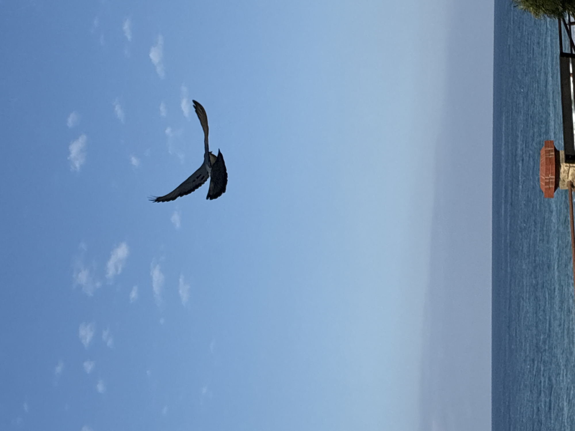 A pigeon is captured mid-flight against a bright blue sky with sparse white clouds. The bird, with wings outstretched, is oriented towards the right side of the frame and appears to be descending slightly. Below the sky, a calm, blue sea stretches across the lower portion of the image, meeting the horizon in a sharp line. In the foreground, a small section of a brick and stone structure is visible, possibly part of a railing or decorative element, with a hint of greenery on the far right. This scene, with the sea and sky, is typical of the coastal areas of Alanya, Turkey.