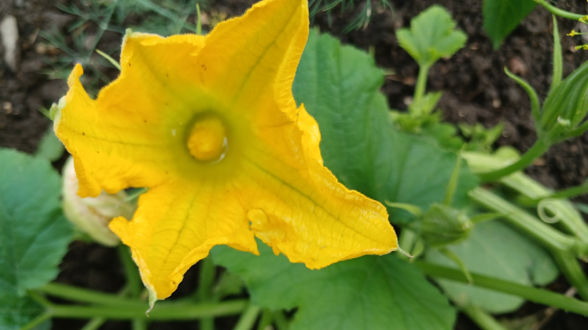 A close-up, vertical shot captures a vibrant yellow squash blossom in bloom. The blossom's five petals are ruffled and textured, with delicate veins radiating from the center. A small droplet of water rests on one of the petals, glistening in the light. The flower's stamen, a yellowish-green knob, is visible at the center. Surrounding the blossom are lush green leaves and stems of the squash plant, with the dark soil of a garden bed visible in the background. Hints of dill fronds and other greenery suggest a natural, outdoor setting. The image is devoid of human presence and captures a moment in nature.