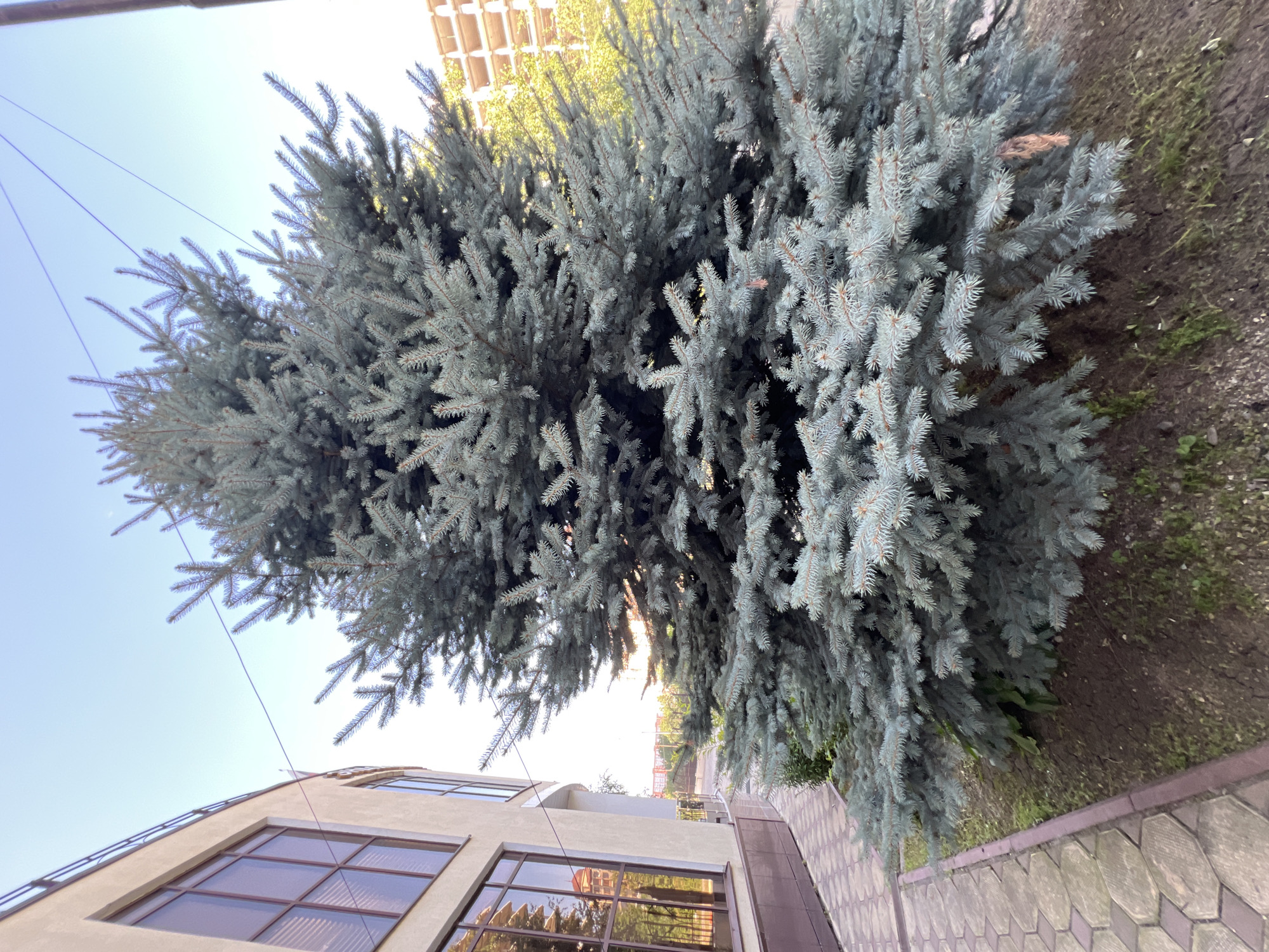 An outdoor, eye-level, medium shot captures a blue spruce tree in Magas, Russia. The tree, with its characteristic blue-green needles, dominates the frame, its dense foliage creating a textured, layered effect. Sunlight filters through the branches, creating dappled patterns and highlighting the silvery sheen of the needles. To the left of the tree, a modern building with large, reflective windows is visible. The windows offer a glimpse of a building with red-brick accents, suggesting an urban or suburban setting. The building's facade is a light tan color, and the windows are framed with dark brown. A tiled walkway with a repeating hexagonal pattern runs along the bottom right of the image, bordering the tree and the building. The ground around the tree is a mix of dark soil and sparse green vegetation. In the background, the sky is a clear, pale blue, and hints of other buildings or structures are visible, suggesting a developed area. The lighting suggests it is daytime, likely late afternoon given the warm quality of the sunlight. There is no visible text in the image.