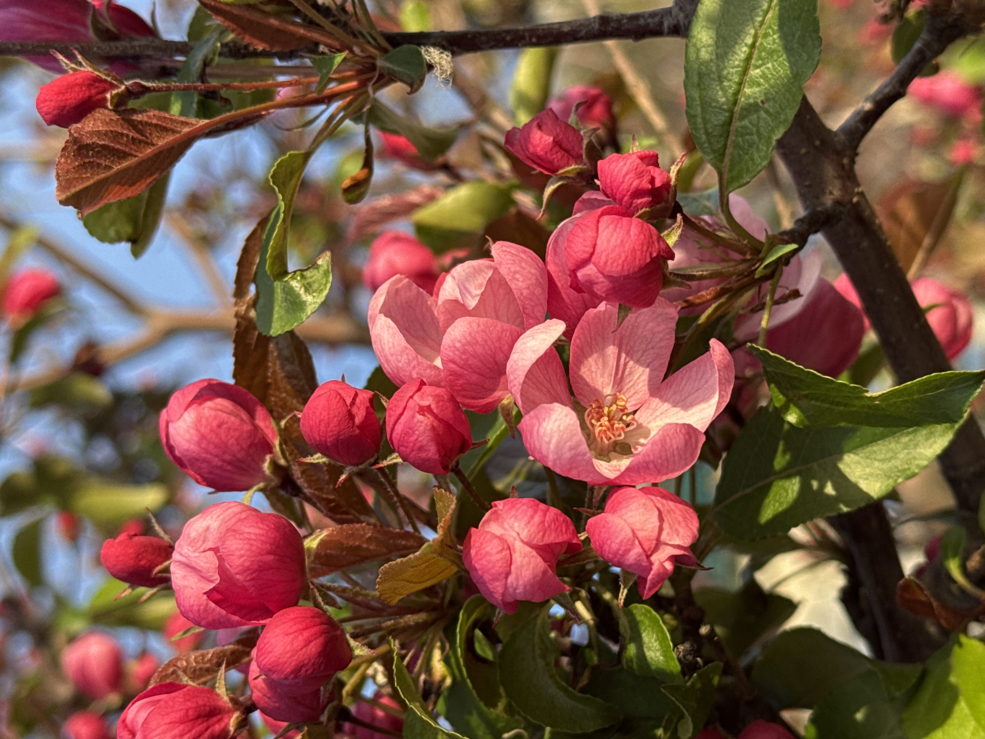 The image features a cluster of pink blossoms, some fully open and others still in bud, growing on a tree branch. The blossoms are contrasted against green leaves and a blue sky visible in the background. The location is not evident from the visual information.