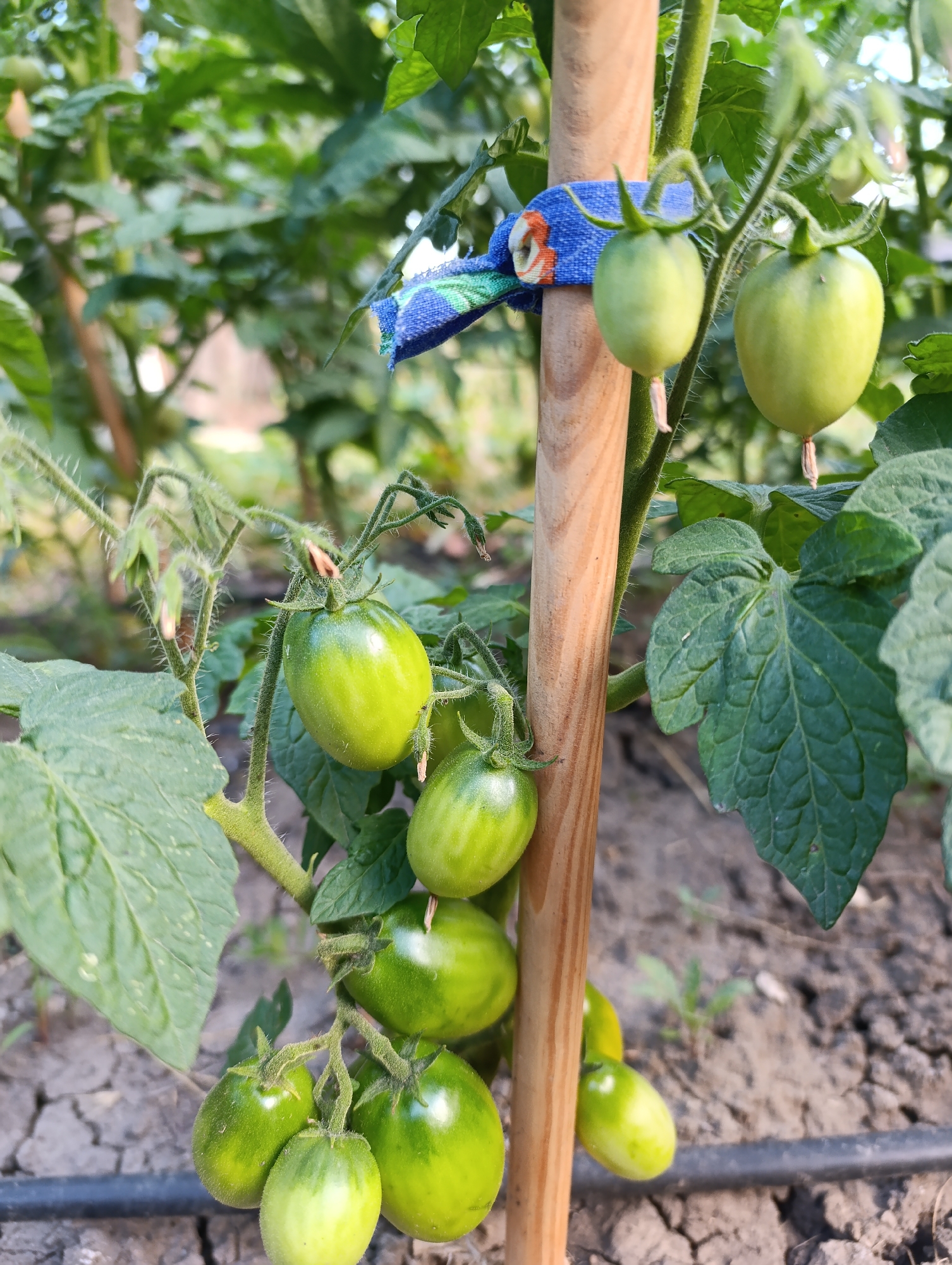 A close-up, eye-level shot captures a tomato plant in a garden setting, likely in Fălești, Moldova. The main subjects are several clusters of green, unripe tomatoes hanging from the plant's branches. The tomatoes vary in size and shape, some are round, while others are more oval. The plant itself is supported by a light brown wooden stake, to which a blue fabric tie with a floral pattern is fastened. Green leaves, some large and textured, and thin, fuzzy stems are visible throughout the frame. The background is blurred, showing more of the tomato plant's foliage, hints of other plants, and dry, cracked soil with a black irrigation tube visible along the bottom. The lighting suggests it's daytime, with natural light illuminating the scene. There is no visible text in the image. The overall impression is of a healthy, growing vegetable garden.