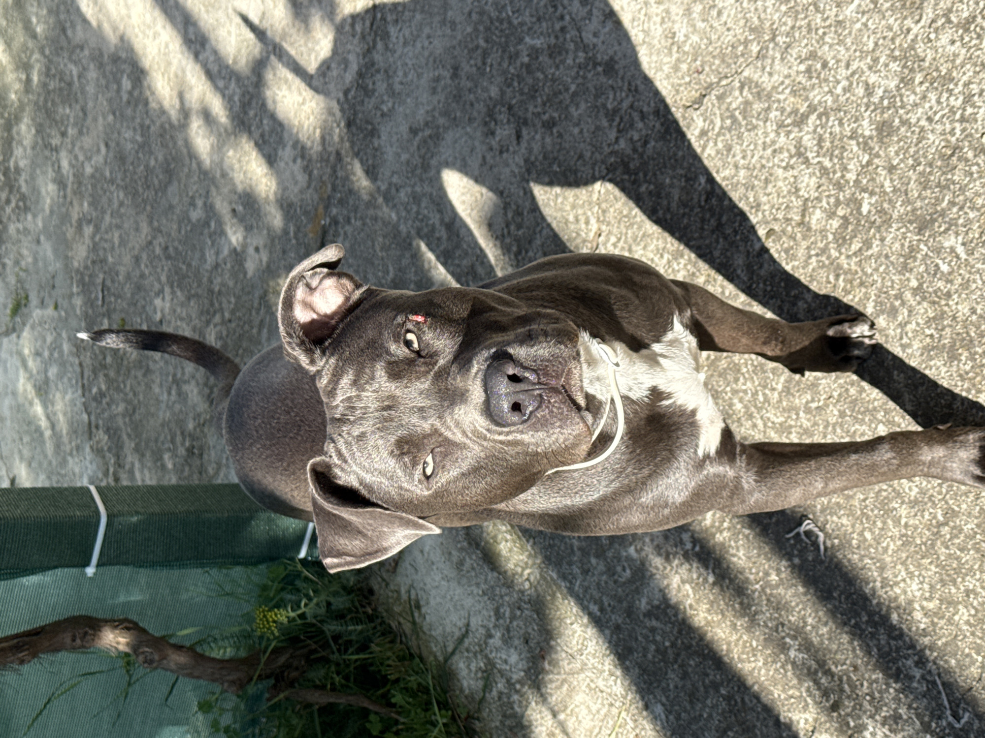A medium shot captures a blue-faded American Pit Bull Terrier standing on a concrete surface outdoors. The dog faces the camera with a direct gaze. Its left ear is slightly torn, and there is a small red mark above its left eye. The dog is wearing a thin white collar. The background includes a green fence, some vegetation with yellow flowers, and a tree branch. Sunlight casts sharp shadows across the ground, creating a dappled effect. The setting appears to be a yard or outdoor area in Zornitsa, Bulgaria.