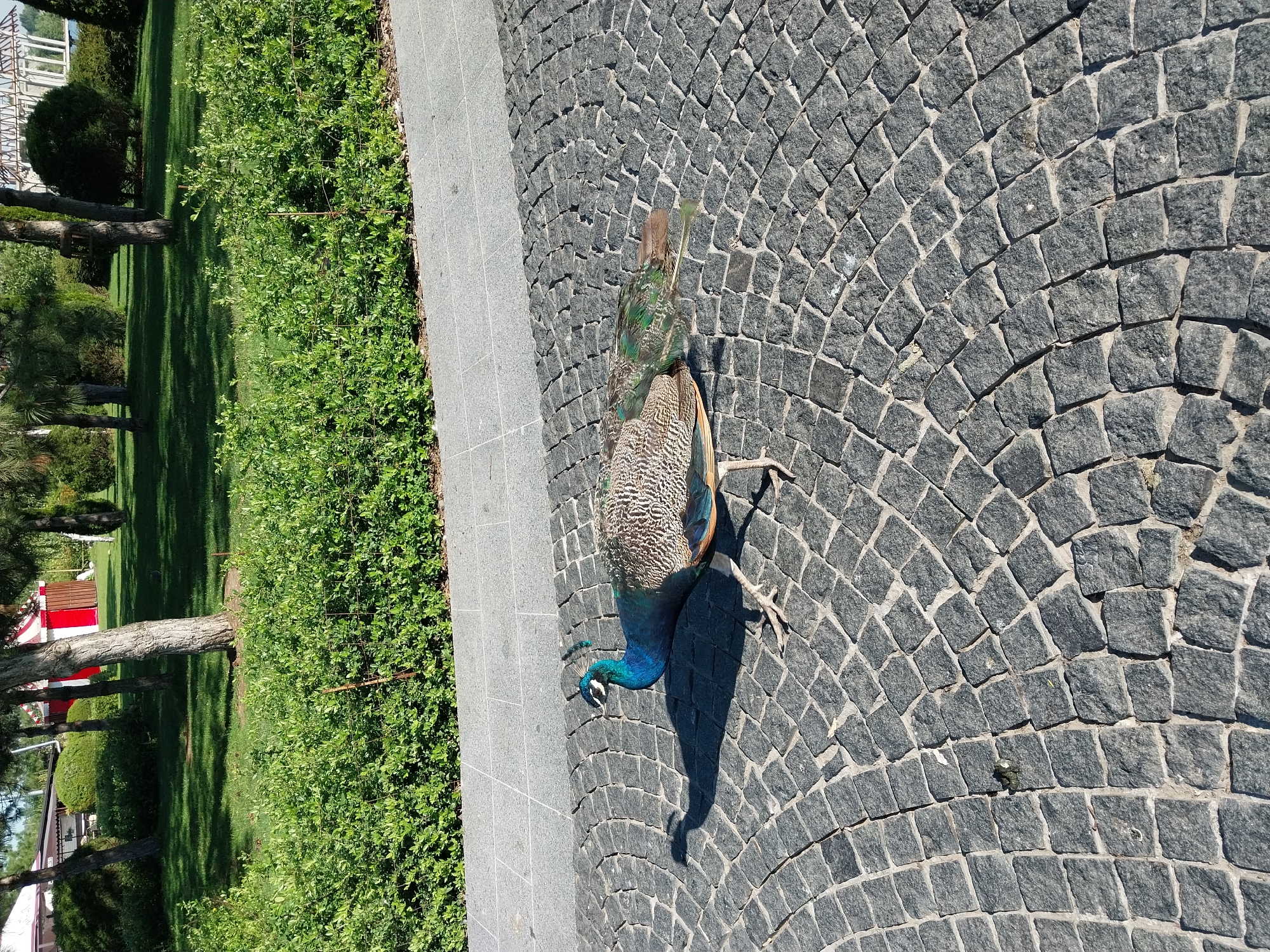 A male peacock with iridescent blue and green plumage walks on a cobblestone path. The peacock is casting a shadow on the path, indicating it is daytime. In the background, there is a manicured green hedge and trees, with a white tent with red stripes visible further back. The scene appears to be in an outdoor park or garden area. The image was taken in Dnipro, Ukraine.