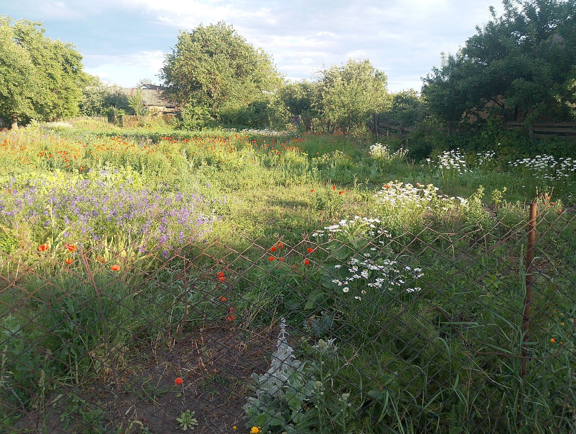 A field of wildflowers, including red poppies and white daisies, is bordered by a rusty chain-link fence. In the background, there is a wooden fence and a building with a grey roof, suggesting a rural or semi-rural setting. Trees and greenery surround the field, and the sky is partly cloudy with visible sunlight.