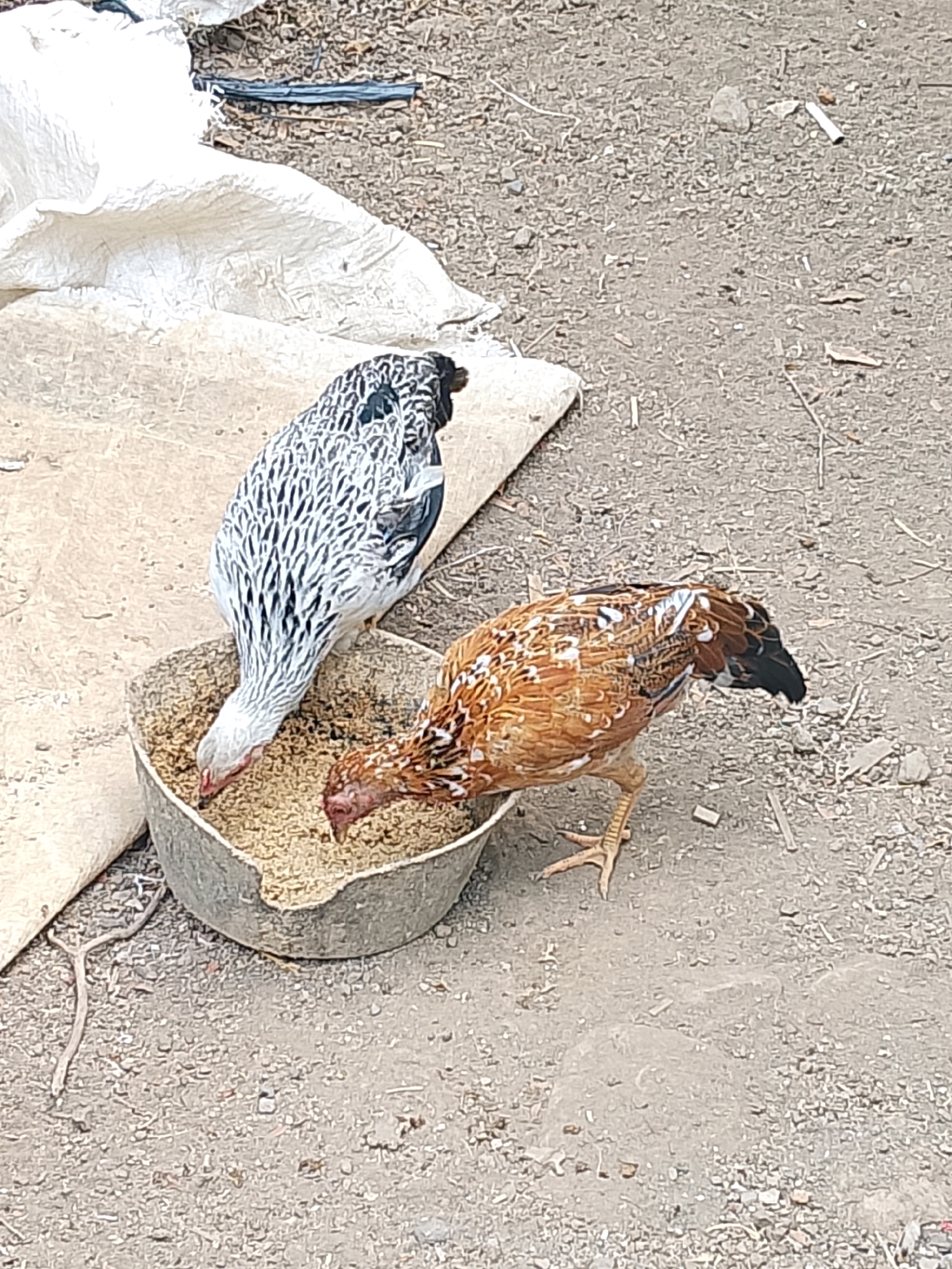 Two chickens are eating from a shallow, weathered bowl filled with feed. One chicken, predominantly black and white with a detailed feather pattern, is positioned to the left of the bowl, with its head down feeding. The other chicken, primarily brown and white with speckles, is to the right, also with its head down eating. The chickens are on a rough, gravelly surface. Behind them and to the left is a large piece of white, textured material, possibly a bag or tarp, partially covering some dark, thin objects on the ground. The environment appears to be outdoors, with a dry, dusty ground surface littered with small stones, twigs, and a white cigarette butt in the background.