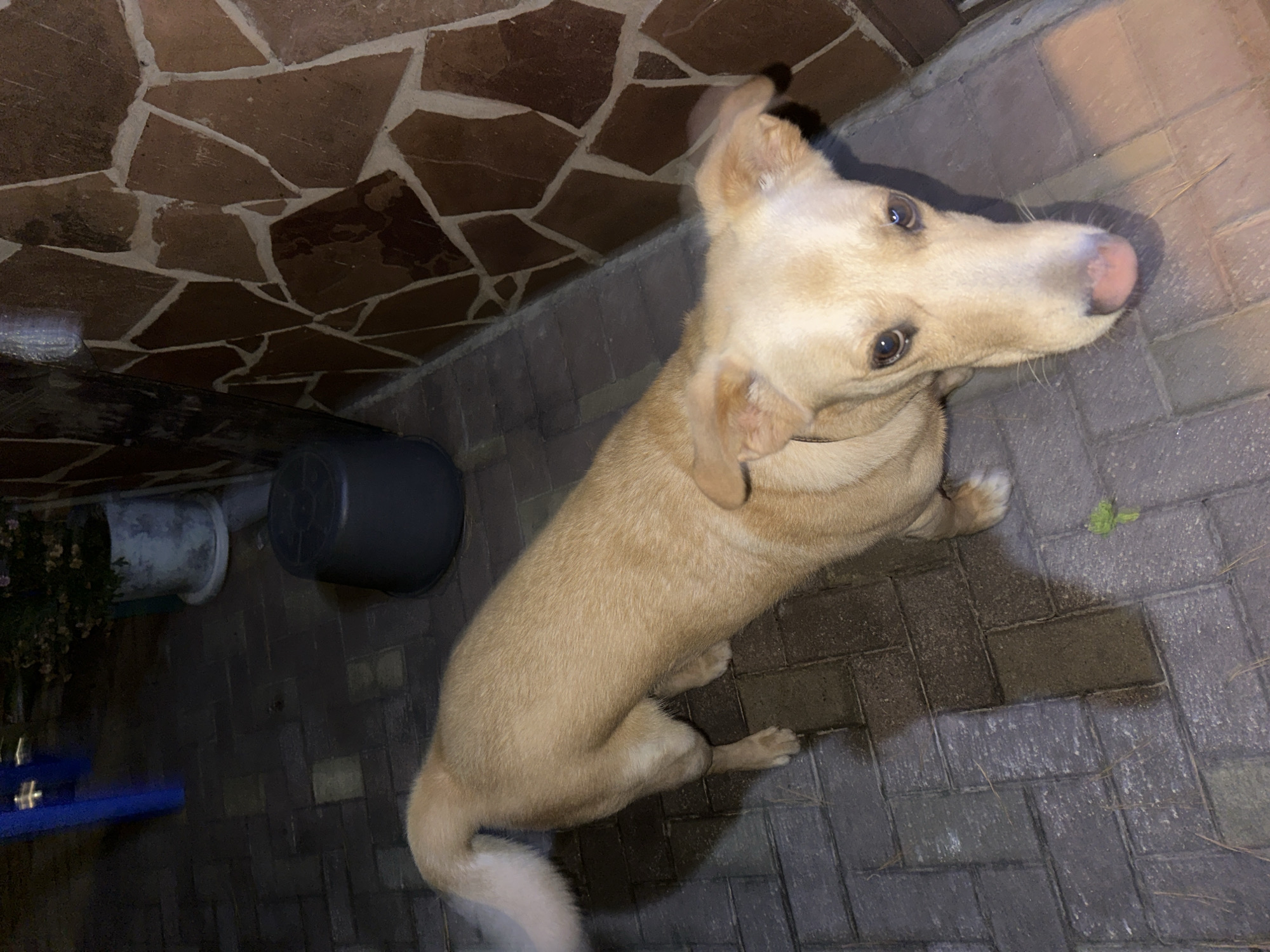 A light-colored dog with a white-tipped tail stands on a brick patio next to a stone wall. The dog is looking directly at the camera. Behind the dog, a dark gray plastic bucket is visible, and further back, a blue chair and a planter with flowers. The scene appears to be an outdoor area, possibly a courtyard or garden, and given the context of the city of Sochi, Russia, it could be a residential or public space in the area. The lighting suggests it is either dusk or nighttime, with artificial lights illuminating the scene.