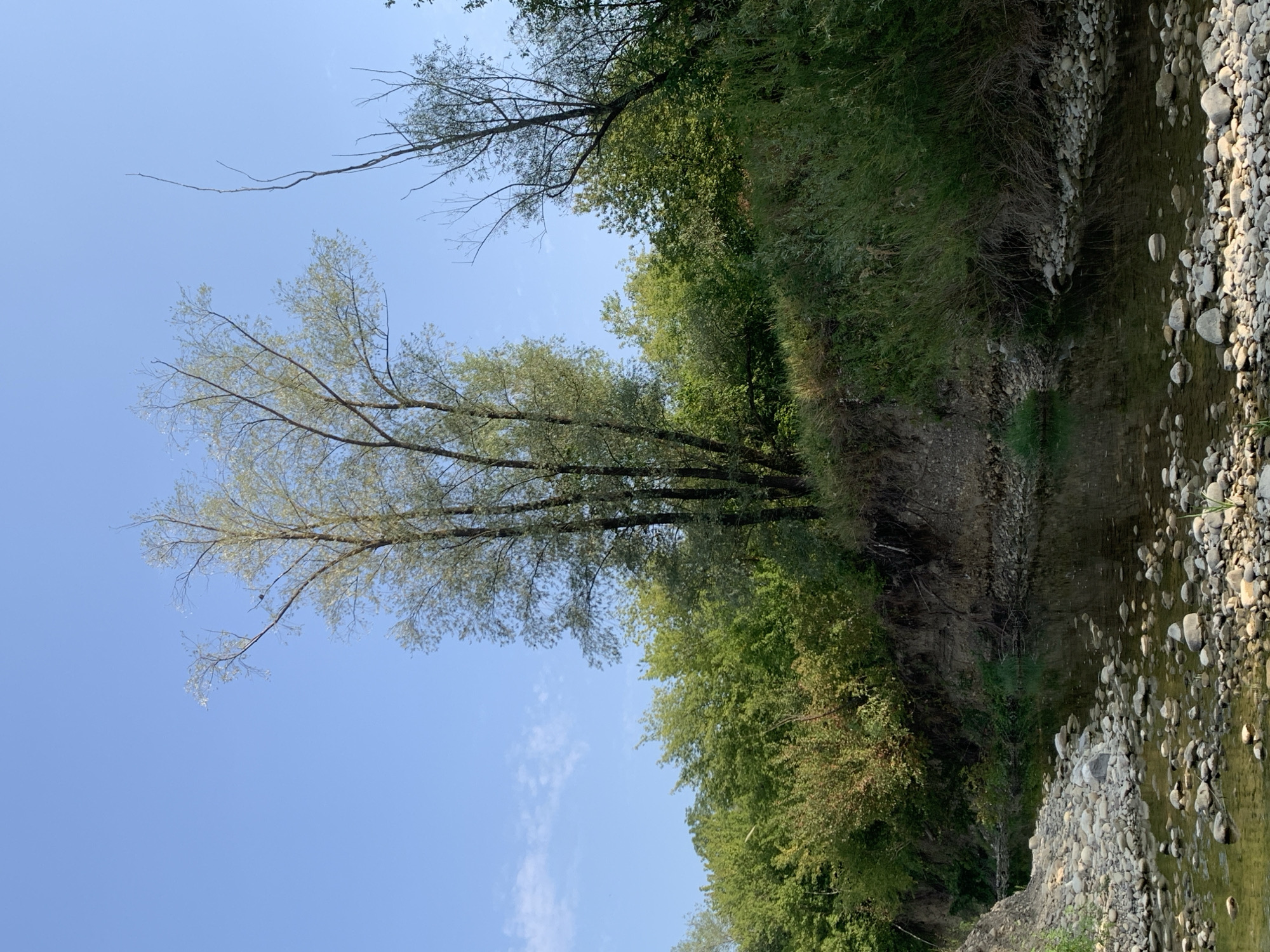 The image depicts a serene natural landscape, likely a riverbank, under a clear blue sky with sparse white clouds. The foreground is dominated by a shallow, rocky riverbed filled with smooth, grey stones of various sizes. The water is calm and reflects the surrounding greenery and the sky.
On the right bank, a steep, eroded embankment is covered with lush, green vegetation, including tall grasses and bushes. Further back, a dense forest of trees with vibrant green foliage forms a thick wall. To the left, the embankment slopes more gently and is also covered in greenery, with some dry branches visible.
Prominently featured in the center of the image is a tall, slender tree with light-colored, feathery leaves and thin, branching limbs. The tree appears to be deciduous and is positioned on the bank of the river, overlooking the water. Its branches reach towards the sky, with some appearing bare and dry. To the right of this central tree, another, slightly taller tree with a sparser canopy and more visible bare branches is also present, silhouetted against the sky.
The overall impression is one of a peaceful, natural environment, typical of a rural or semi-rural setting. There are no visible people or man-made structures, suggesting a wilderness area. The lighting suggests it is daytime, possibly late morning or early afternoon, given the bright sunlight casting subtle shadows.
There is no information in the image to suggest a specific location in the city of Kolomyia, Ukraine.