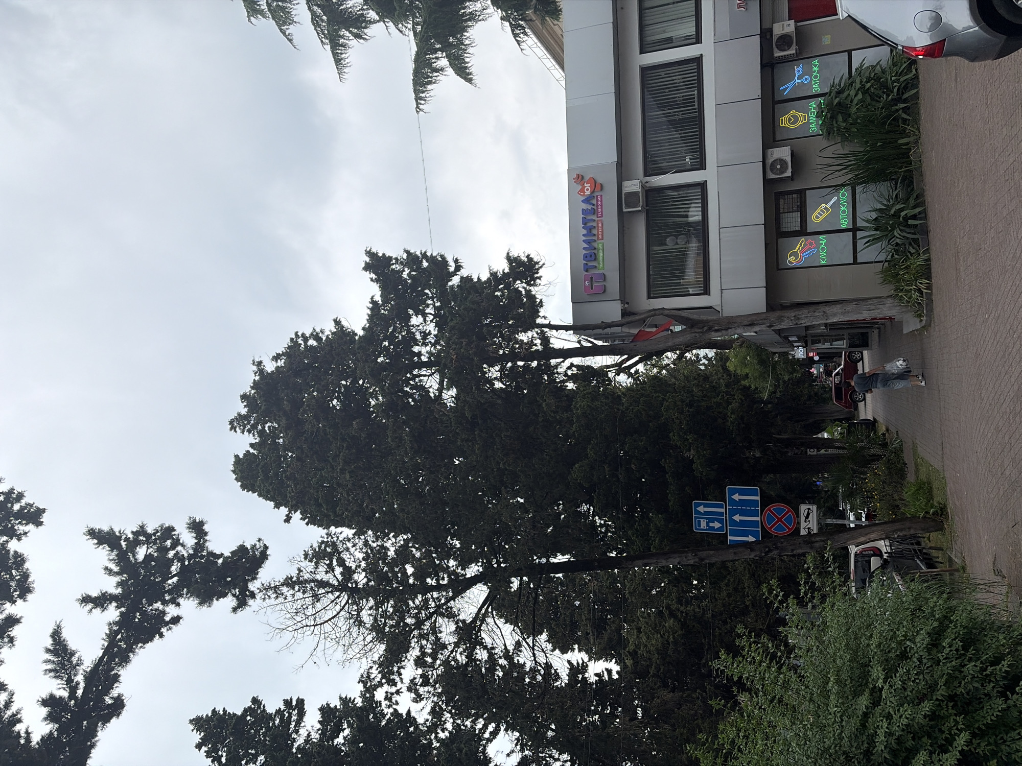 This is a street-level, eye-level, medium shot of a commercial building in Sochi, Russia. The building has a modern facade with large windows and a sign that reads "ТВИНТЕЛ.ru" in Russian, indicating it is a telecommunications company. Below the main sign, the windows display neon signs with icons for keys, car keys, watches, and scissors, along with Russian text suggesting services like key making, car key replacement, watch repair, and sharpening.
The building is flanked by tall cypress trees on the left and right, with more trees visible in the background. A sidewalk runs in front of the building, paved with brickwork. On the sidewalk, a person in a light-colored shirt and dark shorts is walking away from the camera, carrying a plastic bag and a soccer ball.
Several traffic signs are visible on a pole next to the sidewalk, including a parking prohibition sign and directional signs indicating one-way traffic. Cars are parked along the street and some are visible in the background. The sky is overcast, suggesting a cloudy day. The overall scene depicts a typical urban streetscape with commercial activity and residential elements in Sochi.