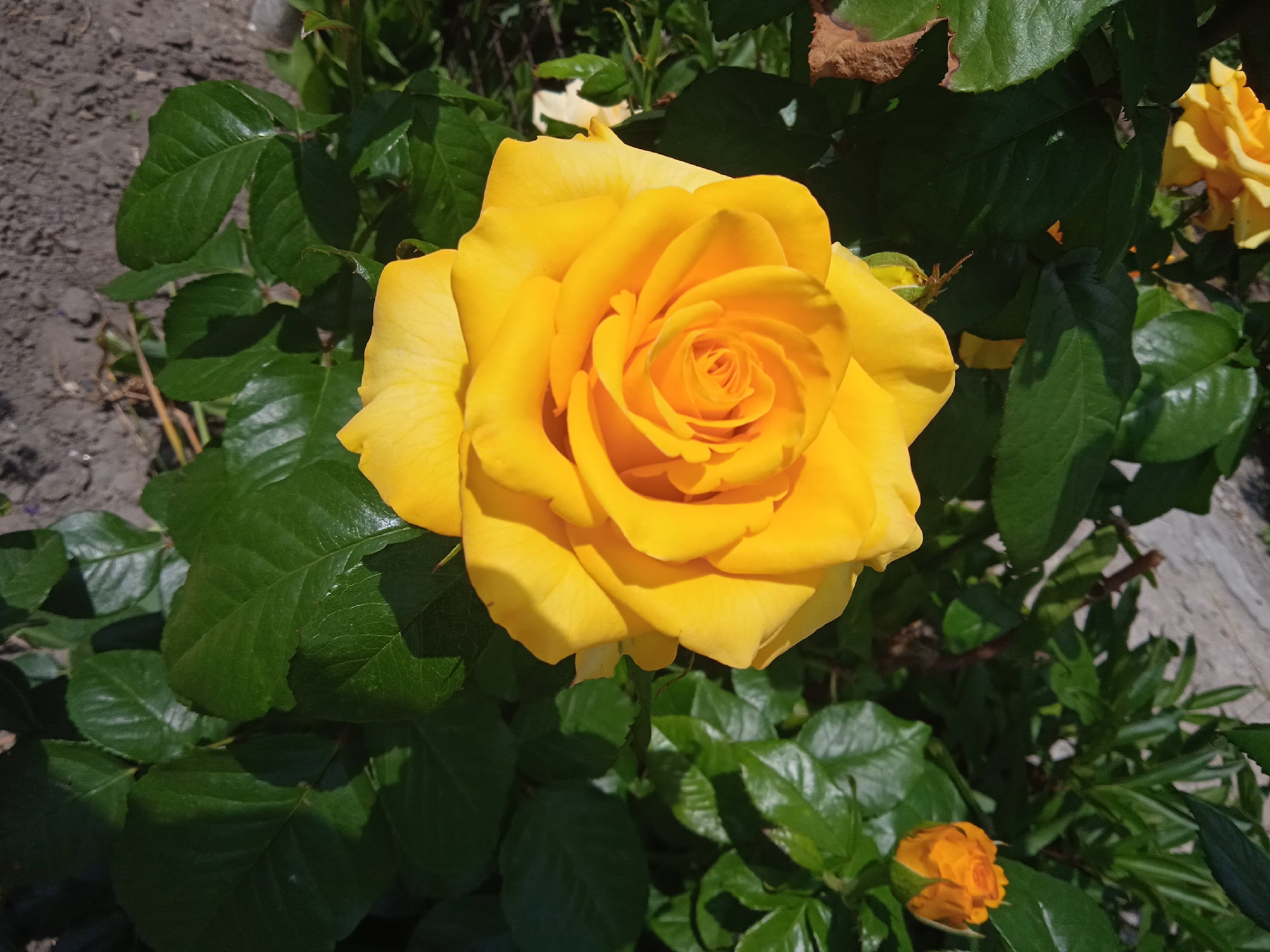 In an outdoor scene with a shallow depth of field, a vibrant yellow rose takes center stage. The rose is fully bloomed, its petals unfurling in a spiral pattern. Surrounding the rose are dark green leaves, some of which are tinged with brown, suggesting they are older or have been exposed to the elements. In the background, the ground appears to be dry soil with some scattered debris. To the lower right of the main rose, a small, unfurled yellow rosebud is visible. The lighting suggests it is daytime, with sunlight casting shadows on the leaves. The image is a close-up, highlighting the intricate details of the rose and its foliage. The location is Unknown, Unknown, with no human presence or activity observed.