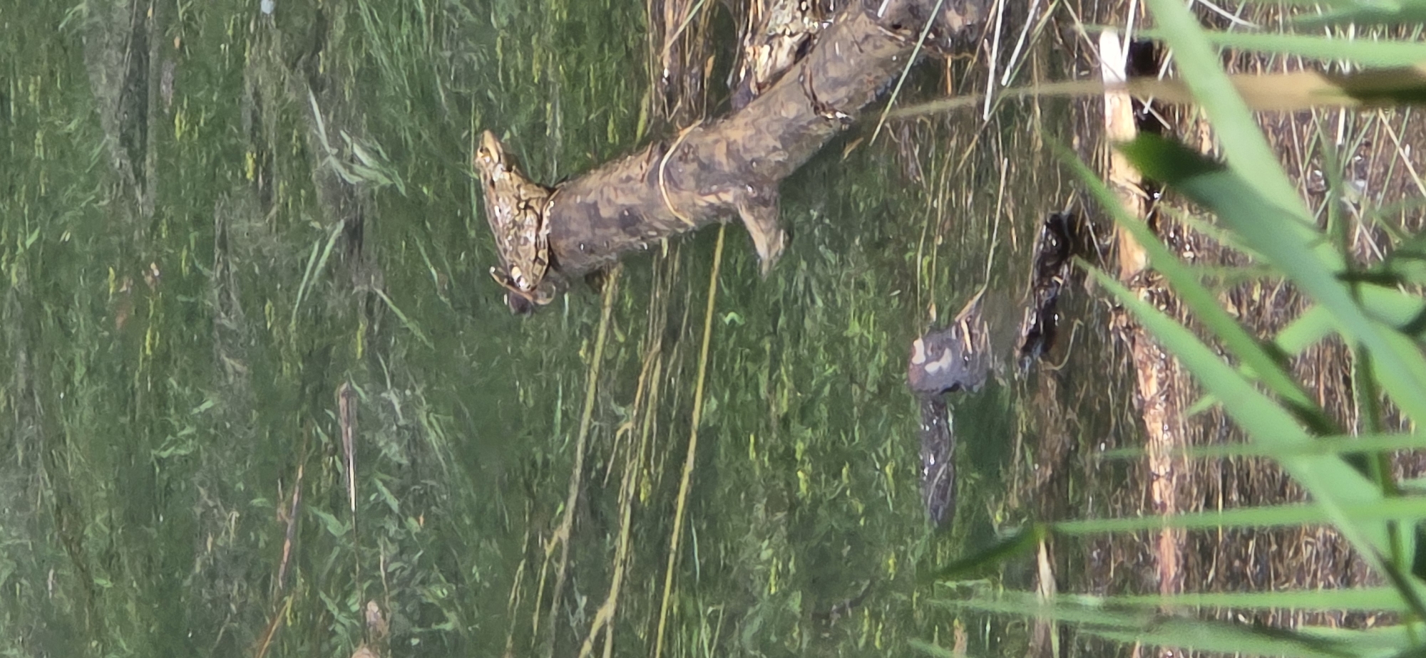 The image shows a body of water, likely a pond or a slow-moving stream, within a grassy, wetland environment. A partially submerged tree branch lies across the water's surface. Perched on the left end of the branch is a frog, possibly in the act of catching or consuming an insect. Sahún, Spain cannot be confirmed.