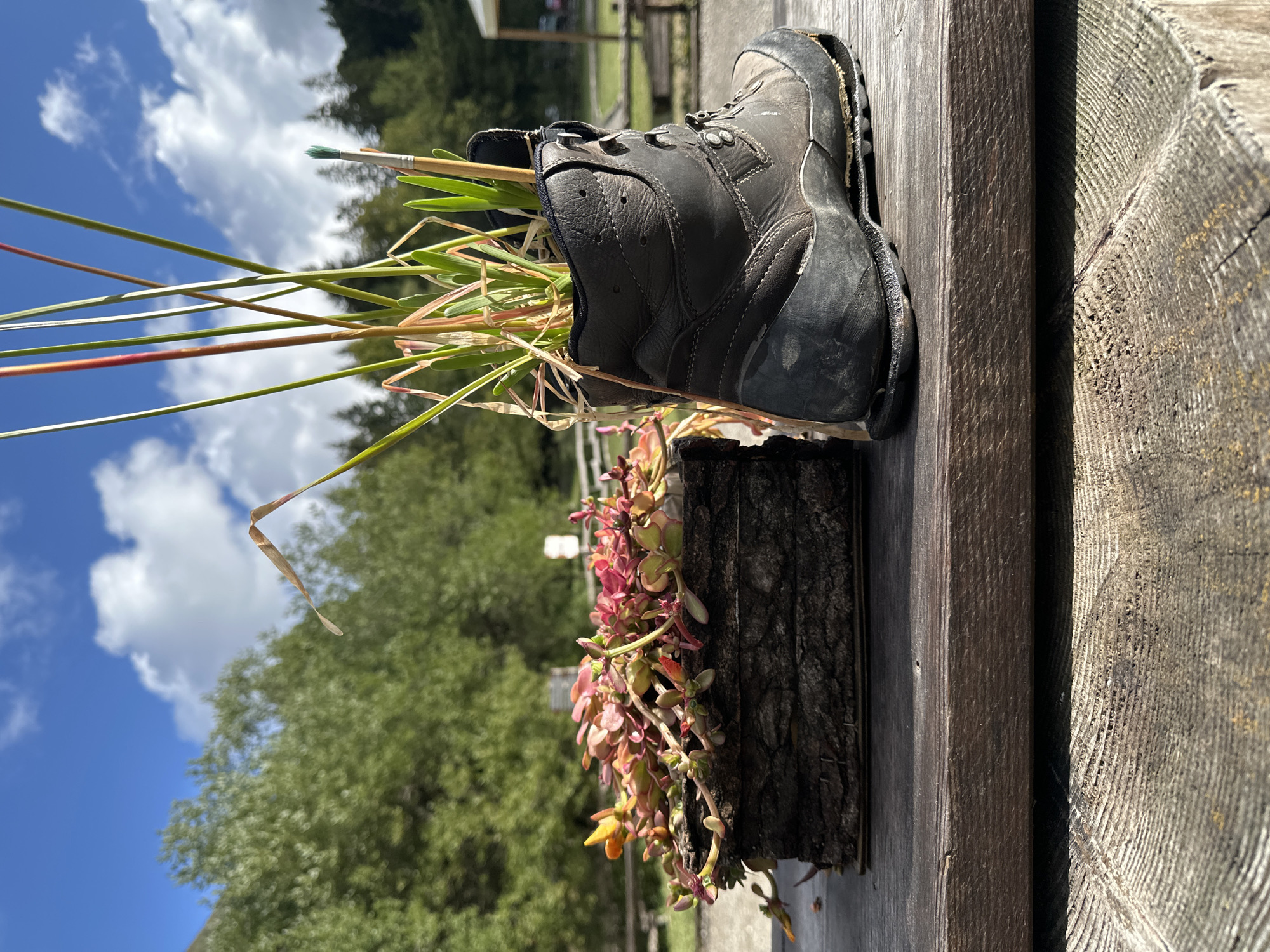 An outdoor scene, likely in Corniglio, Italy, features a wooden table with two unconventional planters. On the left, a rectangular planter made of bark holds a succulent plant with pink and red leaves. To its right, a weathered brown hiking boot serves as a planter for a collection of green and red grass-like plants. The background consists of lush green trees under a bright blue sky with scattered white clouds. The lighting suggests it is daytime, possibly midday, with shadows indicating the sun's position.